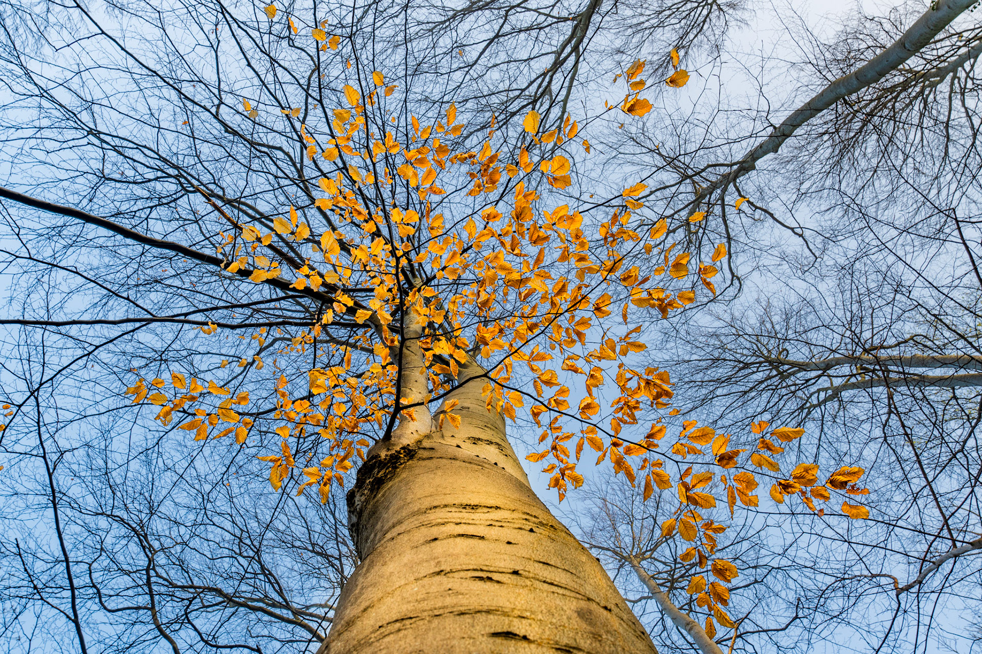 A worm's-eye view up the pale trunk of a beech tree in the Chilterns, Oxfordshire, its upper branches still carrying a sparse scatter of amber-gold marcescent leaves against a pale winter sky. The surrounding trees are fully bare, lending the single canopy an isolated, suspended quality. Captured in the early-morning blue of late March, the image sits at the threshold between winter's end and the first stirrings of spring.