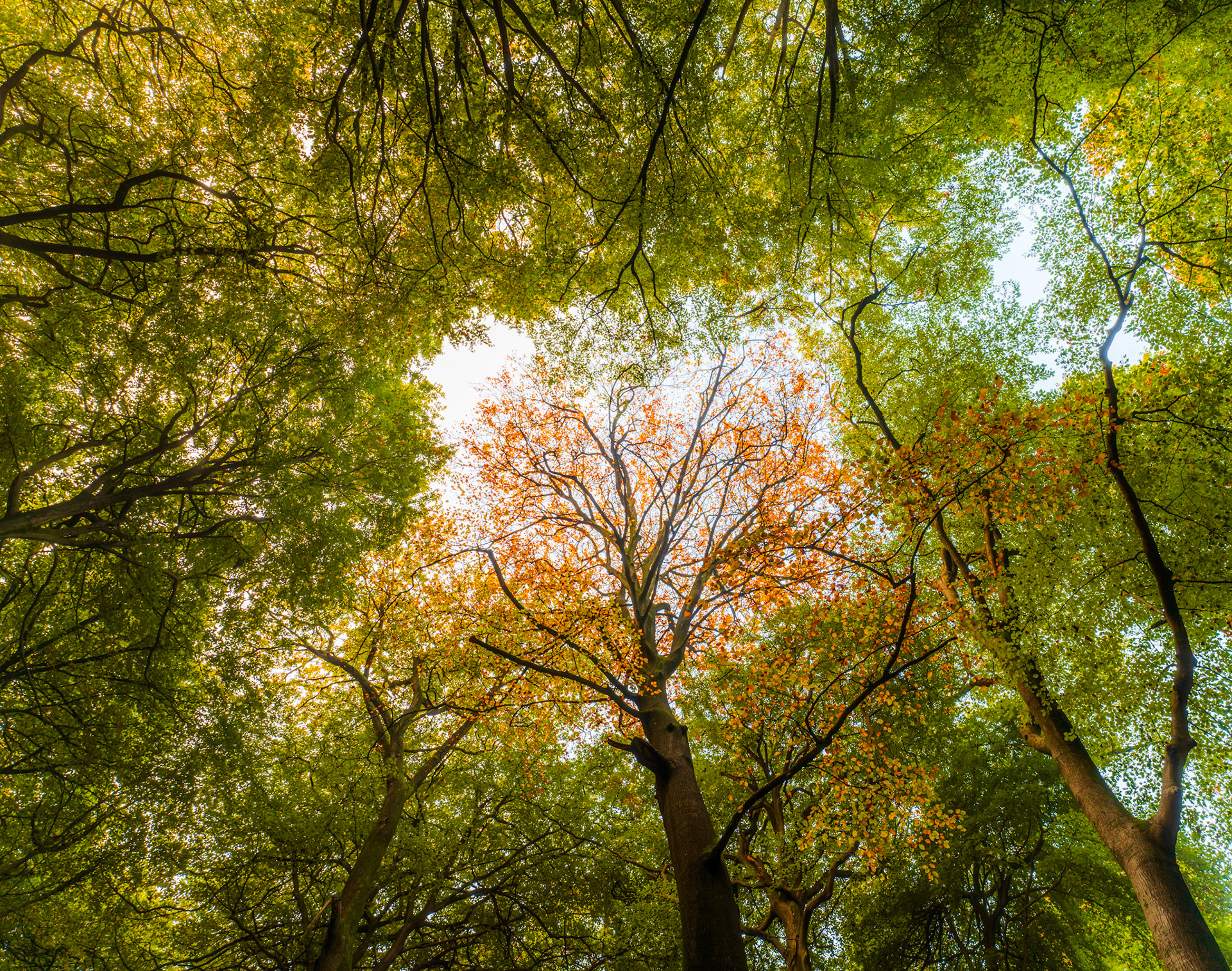 A worm's-eye view into a deciduous woodland canopy in the Chilterns, Oxfordshire, taken at the cusp of seasonal change, one central tree already deep in autumn russet while surrounding beeches retain their summer green. The overcast sky diffuses light evenly through the gap, isolating the copper crown against pale white. The composition rewards the transitional moment rather than full autumn colour.