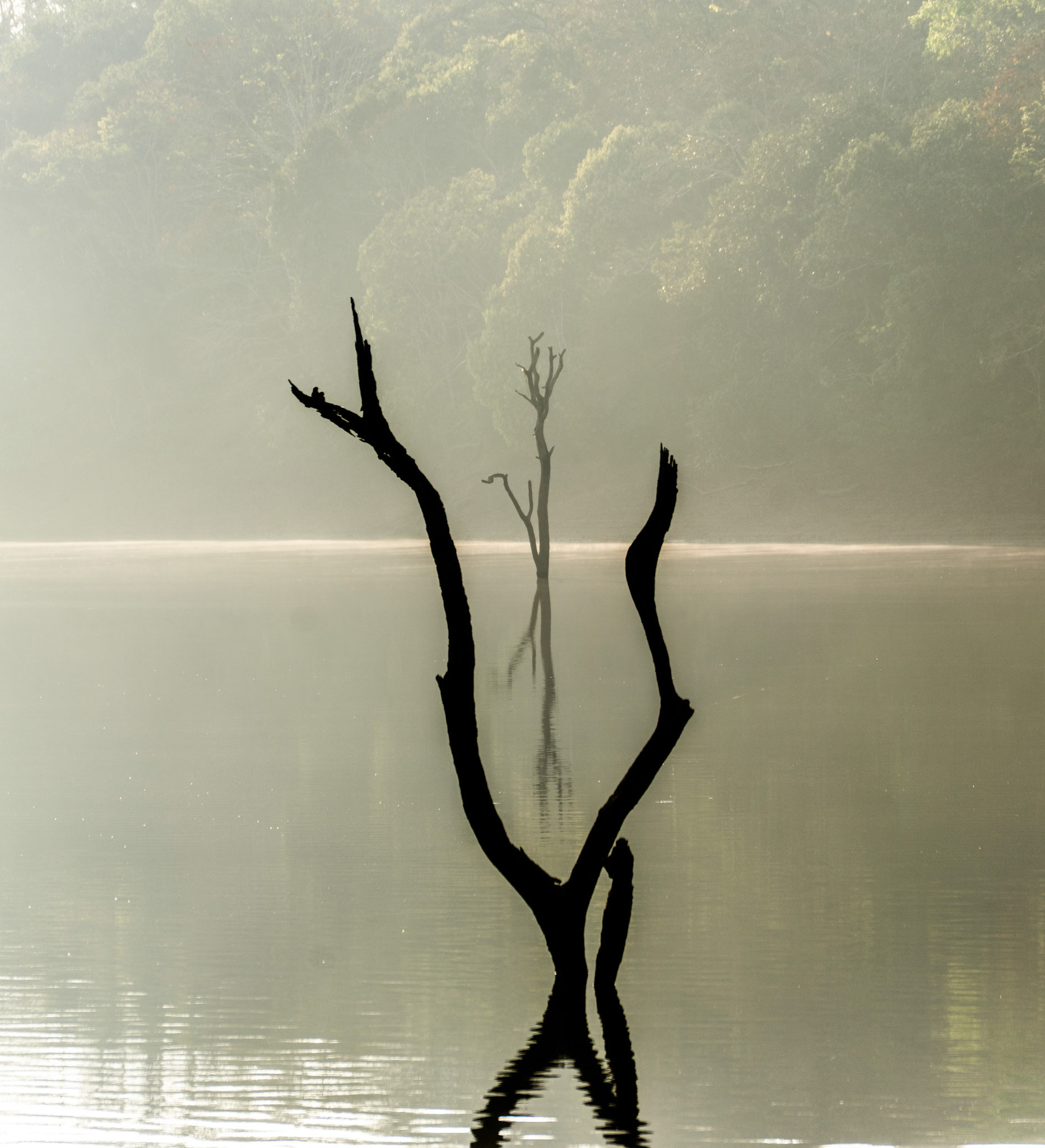 Statues of ancient trees stand in the reservoir in the Periyar Tiger Reserve, Kerala, India