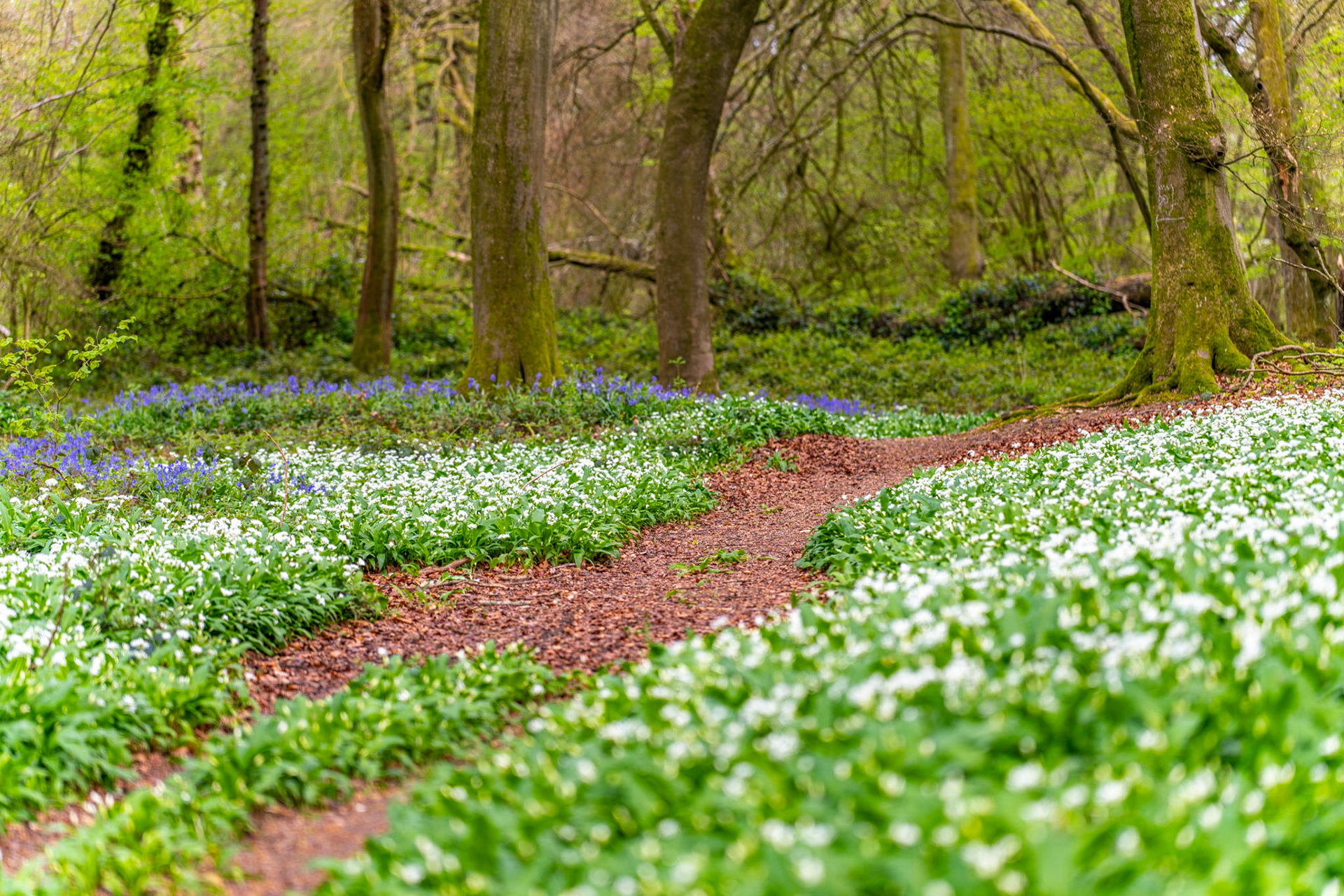 A narrow leaf-litter path winds through a deciduous woodland carpeted in wood anemone, with bluebells beginning to emerge beyond the mid-ground. Captured in the flat, even light of an overcast April afternoon, the composition draws the eye into the canopy before it fully closes for summer.