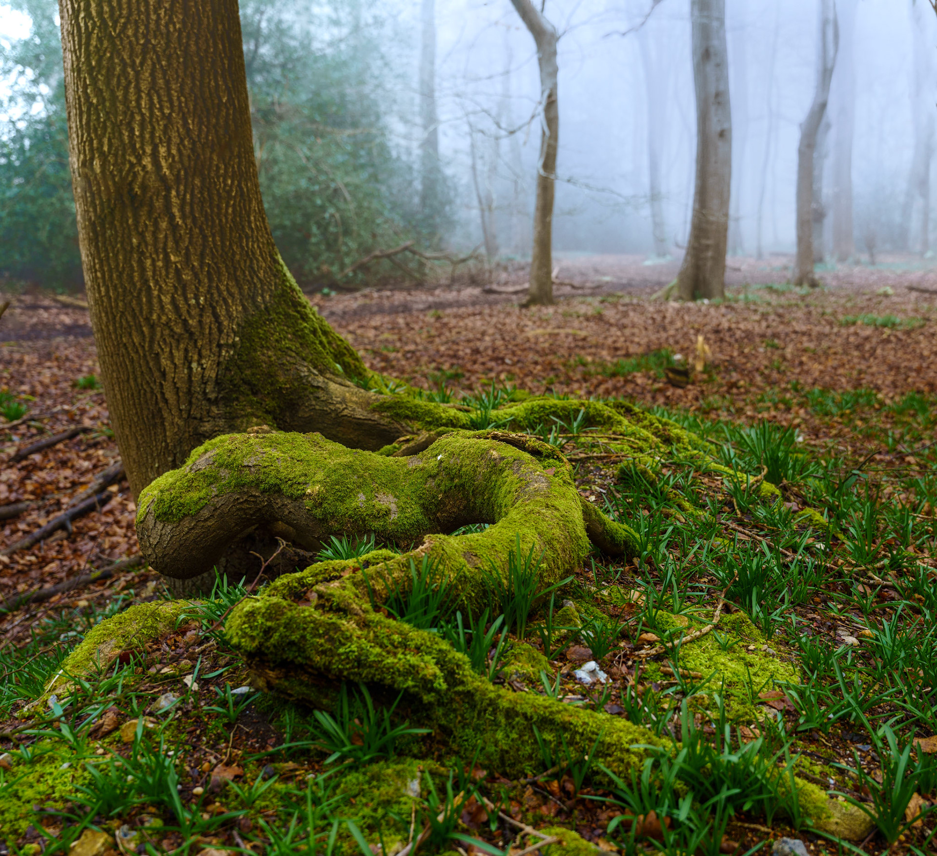 Moss-covered surface roots sprawl across a woodland floor in the Chilterns, Oxfordshire, still emerging from winter, with bare trees dissolving into dense morning fog beyond. The low viewpoint draws the eye along the sinuous root forms, contrasting vivid green moss and early grass shoots against the muted, leaf-littered ground. Early March mist softens the background into near-monochrome, anchoring the image in the quiet transition between seasons.