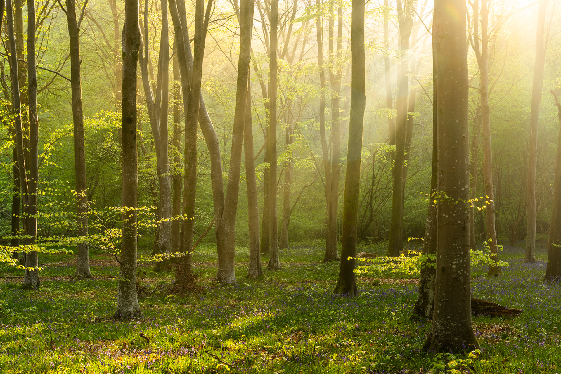 Low April sun pierces a mist-held beech woodland at Micheldever Wood in Hampshire at first light, casting near-parallel shafts through freshly opened canopy. The forest floor is carpeted in bluebells not yet fully open, their blue-violet mass softened by atmospheric haze. Timing and ambient moisture combine to give the scene unusual luminosity without sentimentality.