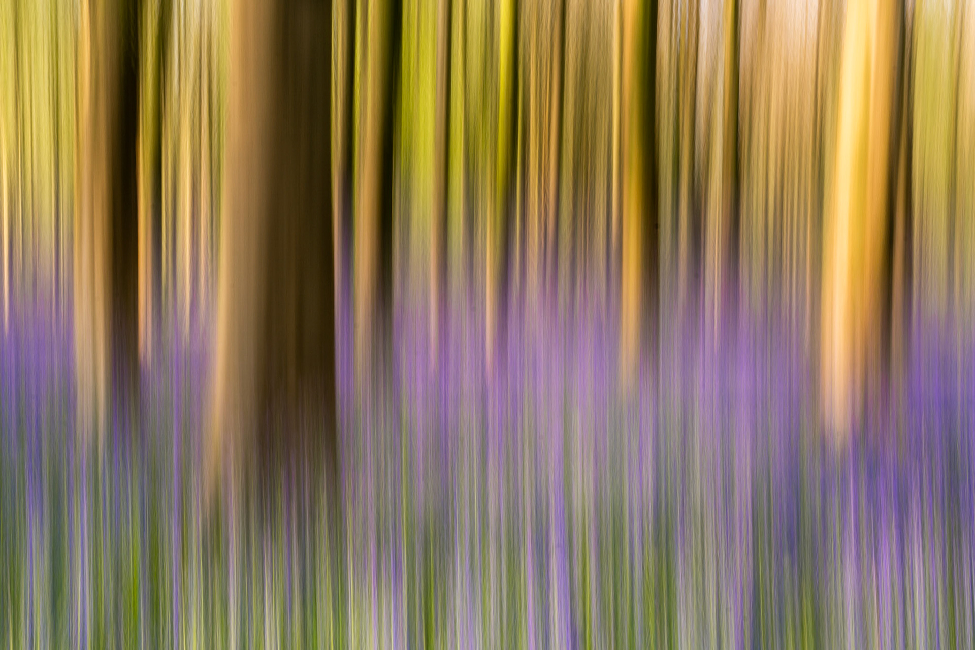 An intentional camera movement exposure renders a bluebell woodland at West Woods, Wiltshire, as vertical streaks of violet, ochre, and olive. The technique dissolves individual trees and flowers into an atmospheric colour study, the warm golden tones of backlit bark contrasting with the cool purple of the bluebell carpet below. A quiet interpretation of a familiar spring subject.
