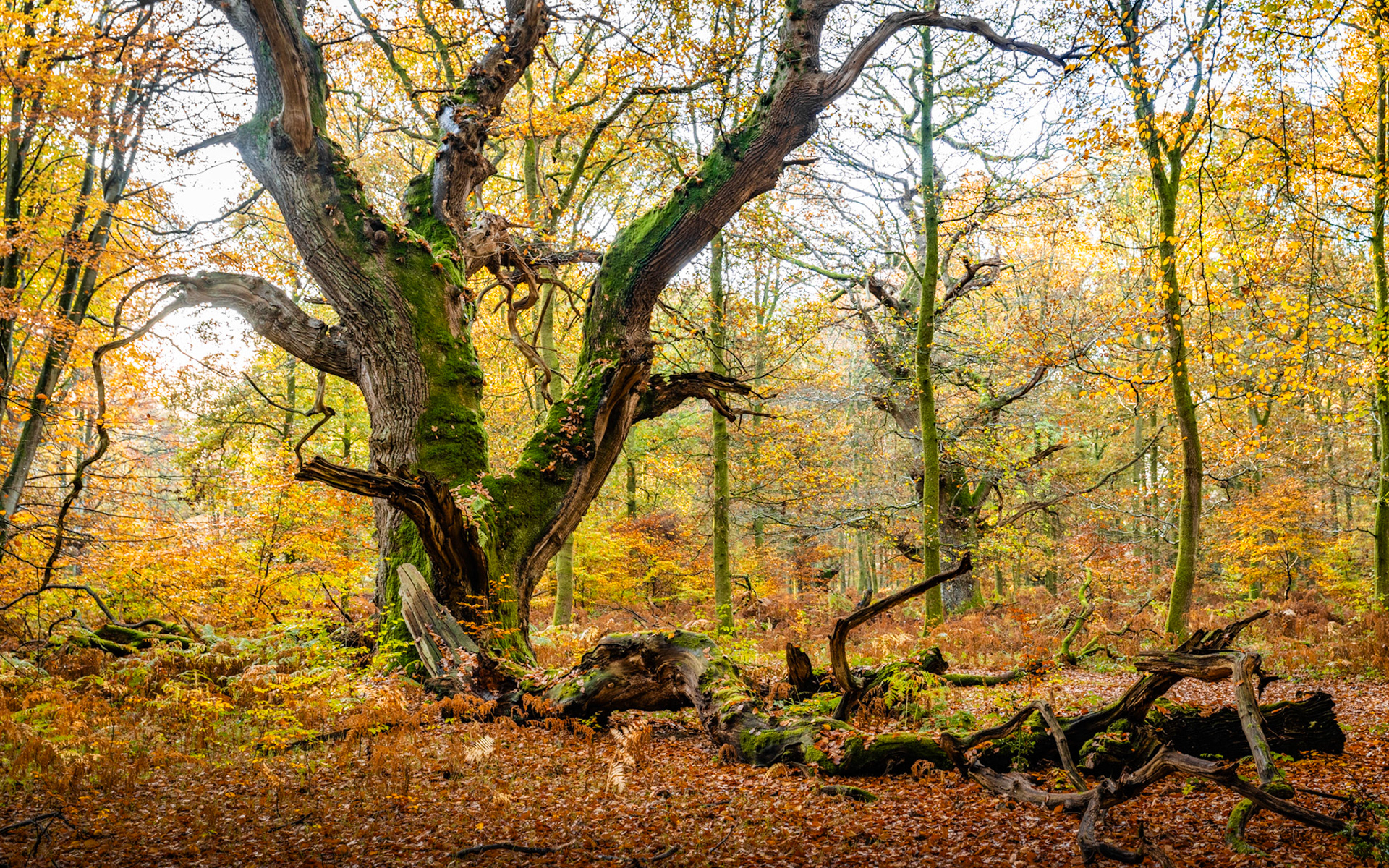 A veteran oak, its trunk heavily moss-clad and limbs fractured by age, dominates an open woodland floor in the Chilterns, Oxfordshire, strewn with fallen leaves and collapsed deadwood. The surrounding beech trees hold their last amber foliage against a pale overcast sky, placing the old tree in its ecological context. Decaying timber and bracken at the base reinforce the image of a tree well past its prime yet still commanding the scene.