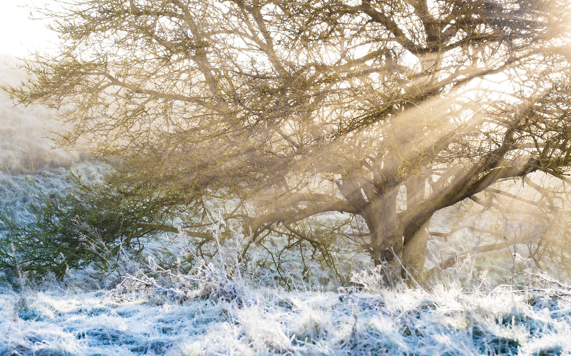 Low winter sun breaks through mist behind a spreading hawthorn, casting visible light rays through bare, lichen-covered branches. Hoarfrost holds on the rough grassland and scrub below, the cold blue of the frosted foreground contrasting with the warm backlight. The combination of crepuscular rays and frost suggests a brief, still moment in early morning before the mist fully lifts.