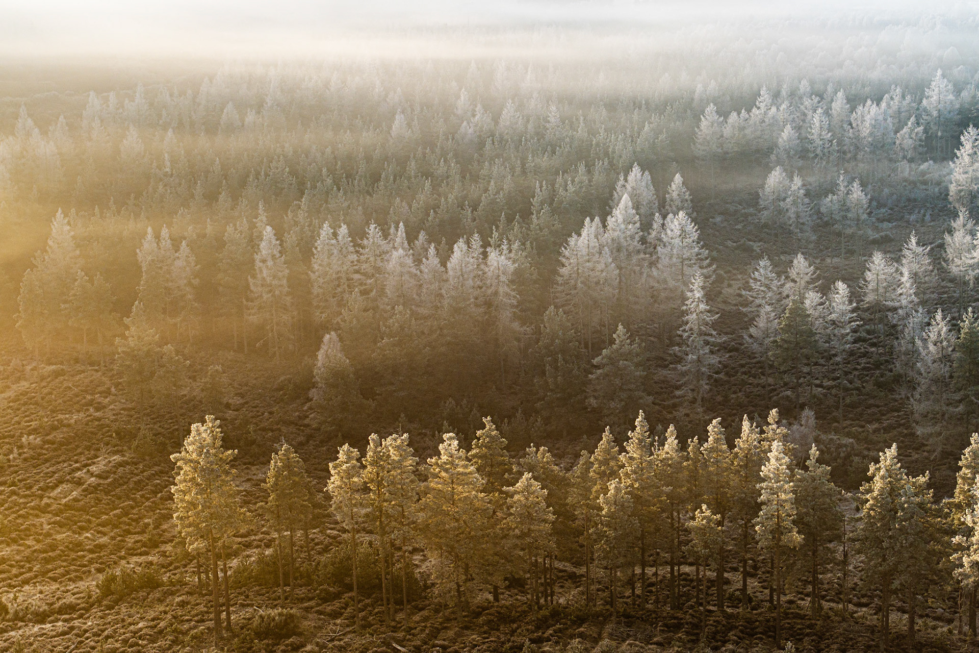 A low winter sun catches the leading edge of a frost-covered conifer plantation above Aviemore, the warm raking light dissolving into cold hoar-grey as the eye moves deeper into the fog. Shot from above on Christmas morning, the image reads as near-abstract — a clean diagonal boundary between light and shadow bisecting the forest canopy. The Cairngorms plateau holds its habitual inversion, compressing the atmosphere into a single luminous band.