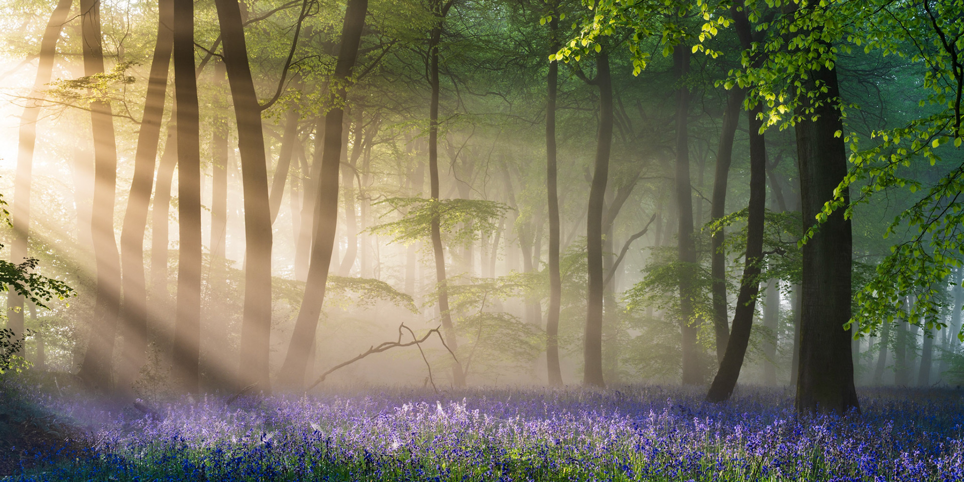 Sunrise Sunbeams onto carpet of bluebells in springtime beech woodland, Chilterns, UK