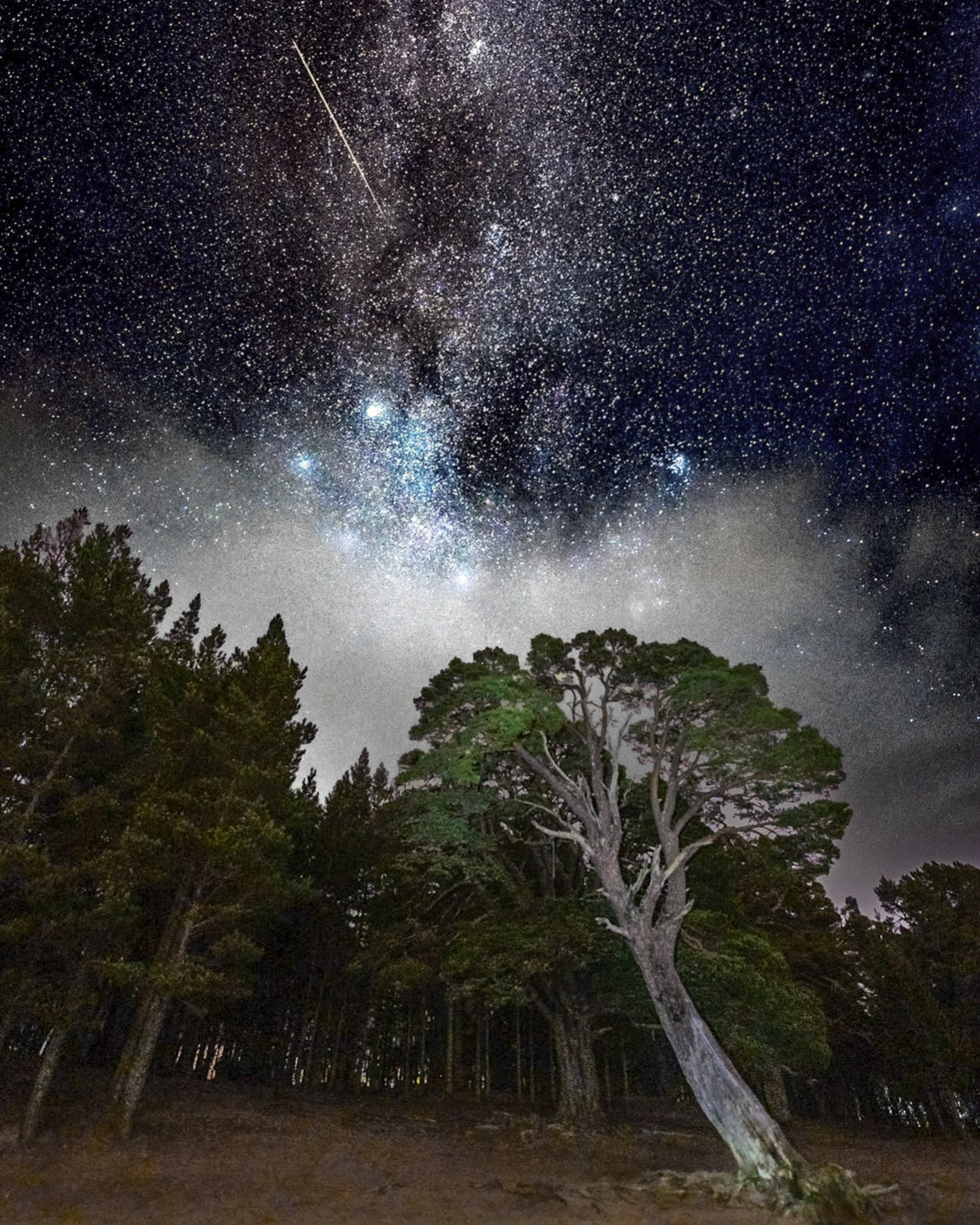 An ancient Pine tree stands tall on the Loch Morlich beach below the dark sky of the Cairngorms, with the milky way clearly visible. Scotland