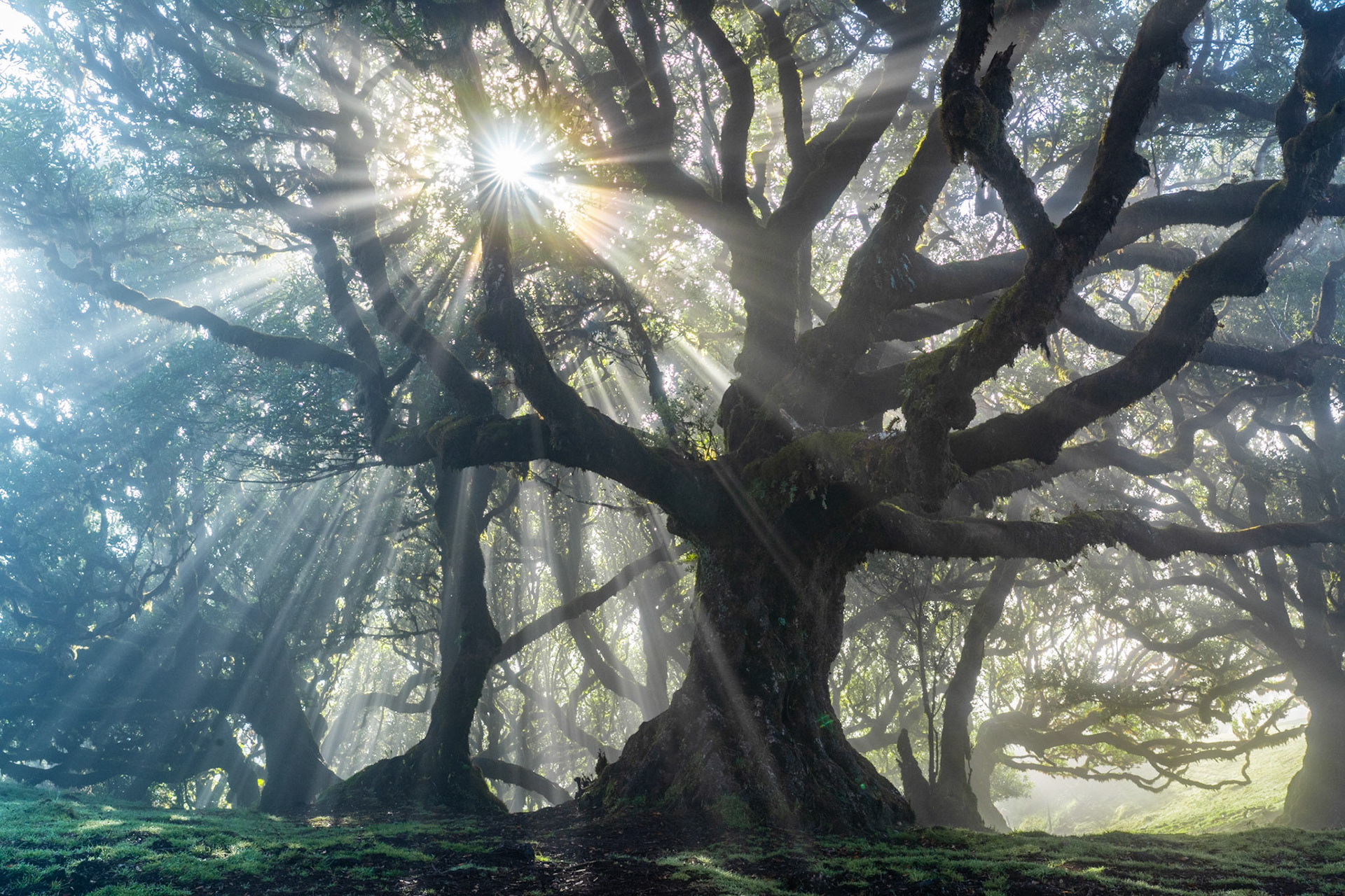 A veteran laurisilva laurel, its moss-clad trunk splitting into broad spreading limbs, stands at the centre of the Fanal plateau as early morning sunbeams fracture through residual sea-mist. The crepuscular rays radiate from a near-central sun star, lending the scene an almost ceremonial stillness. Mist pooling beneath the canopy separates foreground from the receding woodland behind.