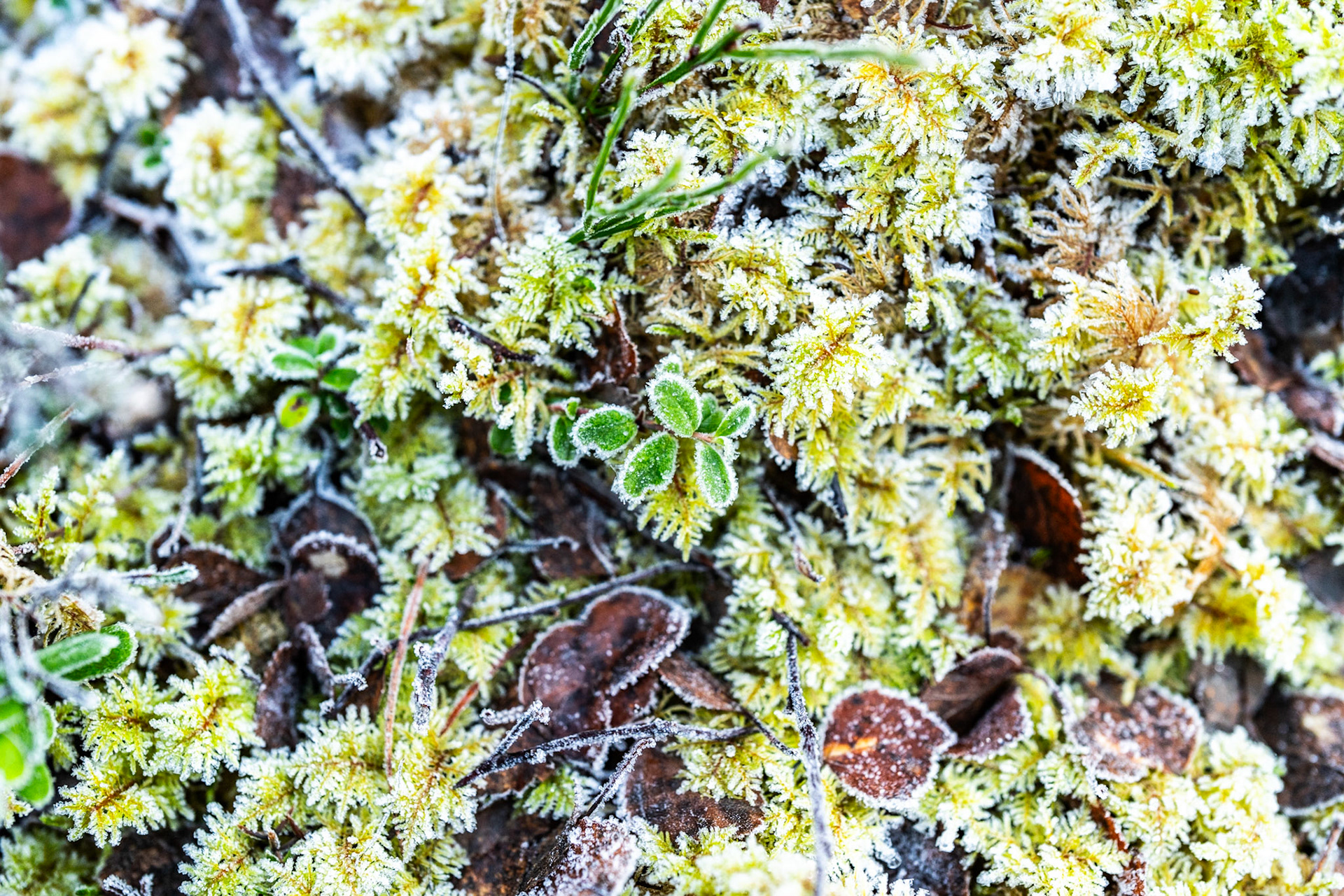 Hoarfrost coats a dense mat of woodland-floor moss, dead leaves, and a small rosette plant on a winter morning. The tight framing reduces the scene to texture and colour contrast — lime green against frost-white and dark leaf litter. Captured on Christmas Day, the image reads as a close study rather than a composed statement.