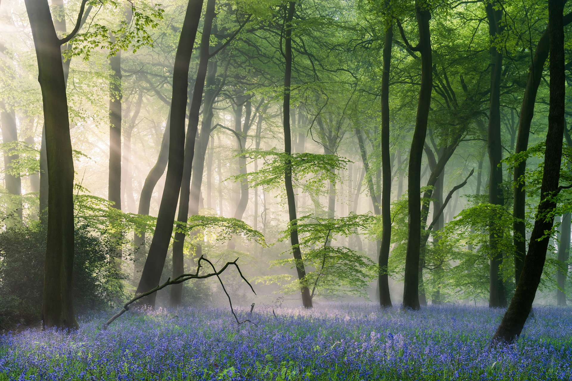 Springtime Sunbeams Bluebells, Chilterns, UK (Awarded)
