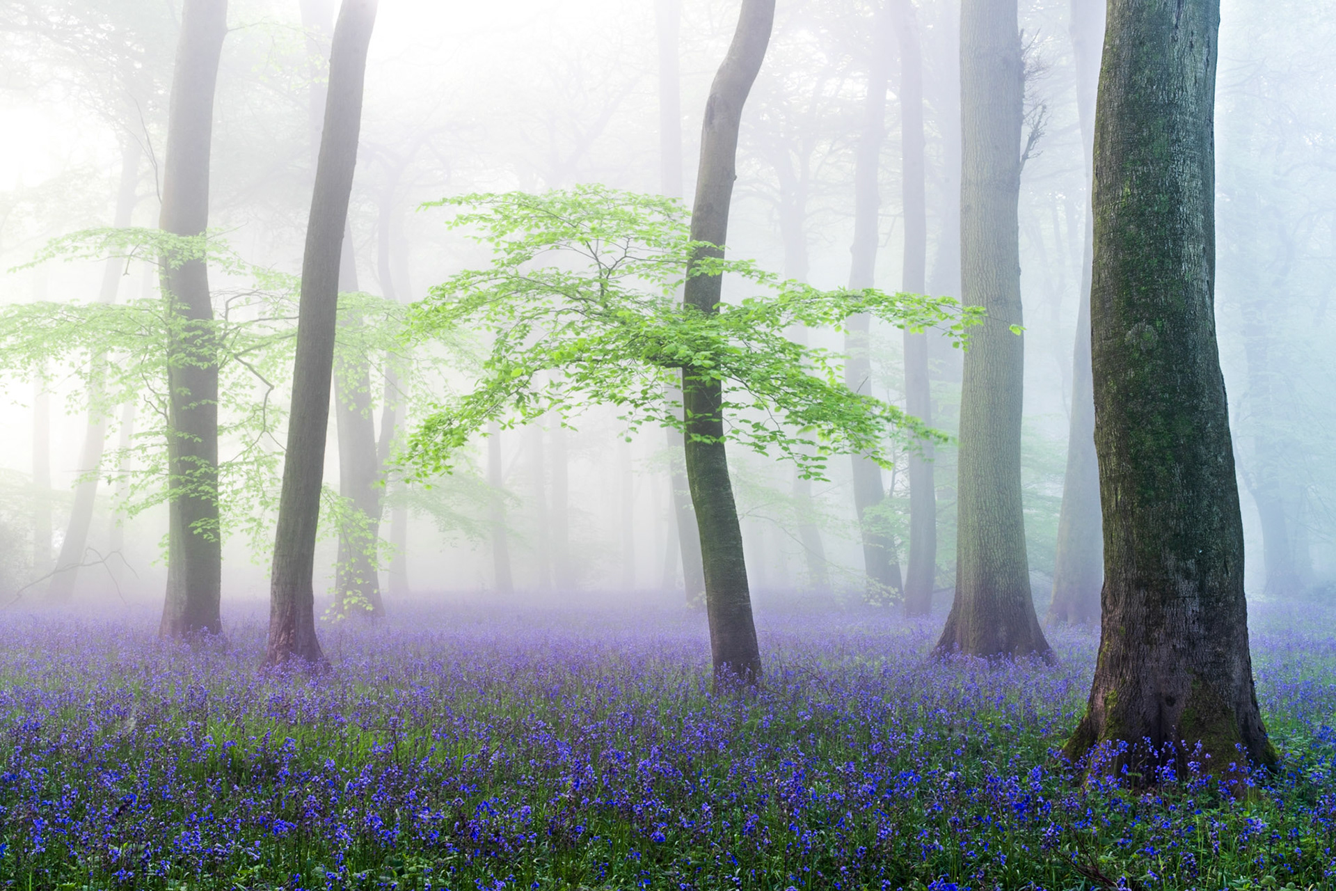 Fresh green growth on Beech trees above a beautiful carpet of bluebells, Chilterns, England