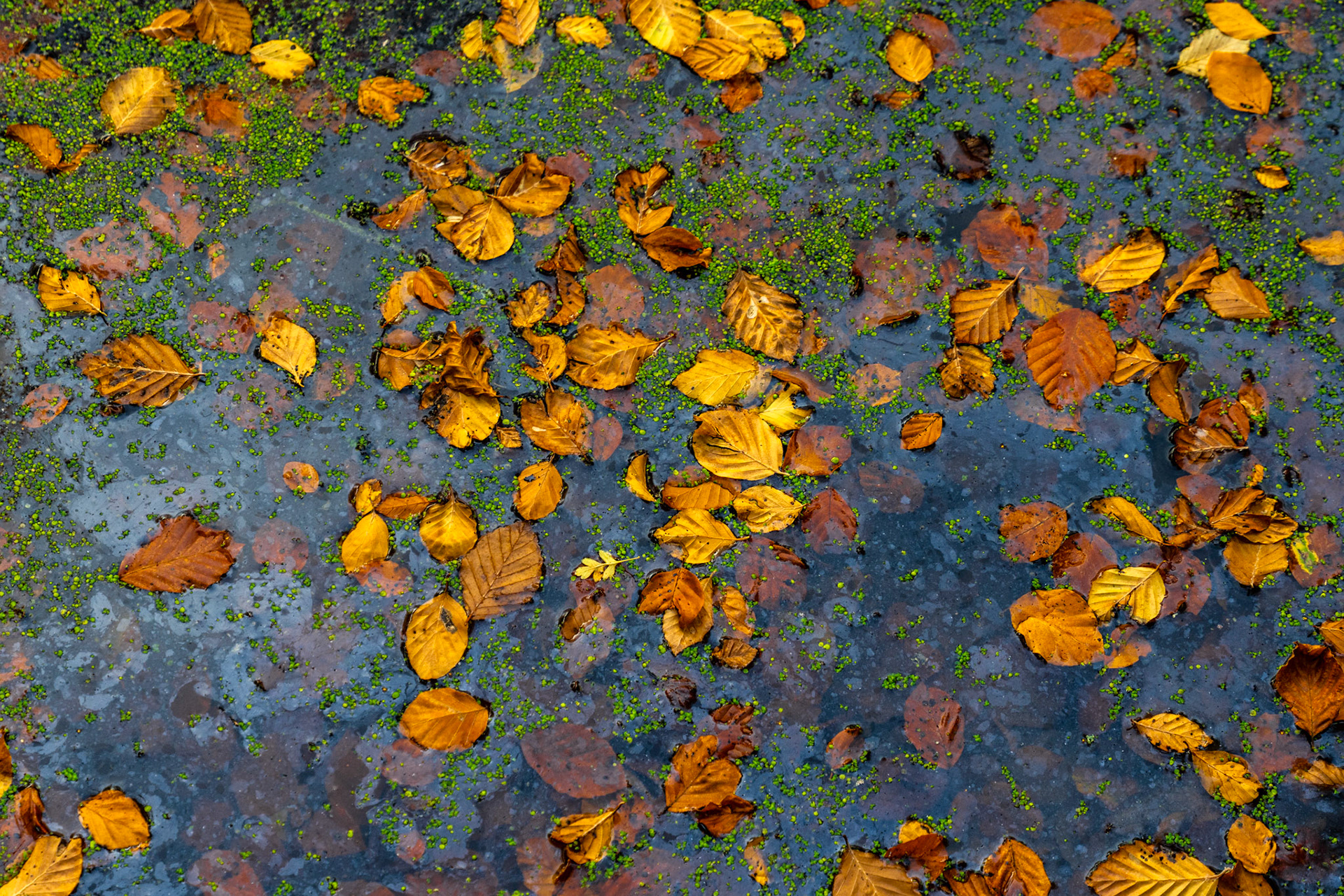 Autumn beech leaves drift on a shallow pool in the Chilterns, Oxfordshire, their amber and ochre tones set against blue-grey water and a scattering of green duckweed. The overhead perspective reduces the scene to pure pattern and colour, the leaves distributed with a natural randomness that resists easy composition. Captured in flat November light, the image holds a quiet, unsentimental record of seasonal decay.