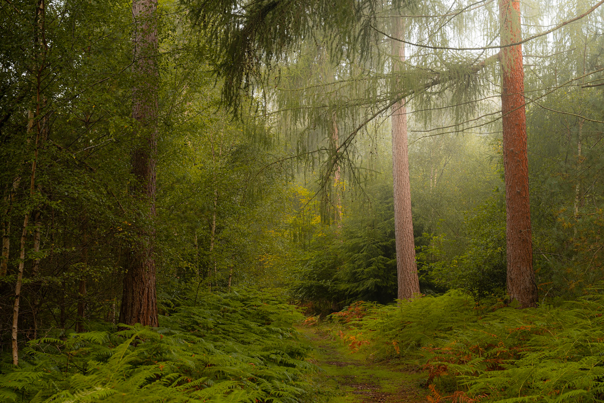 Mist settles between mature conifers and silver birch in a mixed British woodland at dawn, the diffused light catching suspended moisture above a fern-lined track. A foreground carpet of bracken shows the first rust tones of early autumn. The soft luminance in the middle distance creates a sense of depth without a defined focal point.