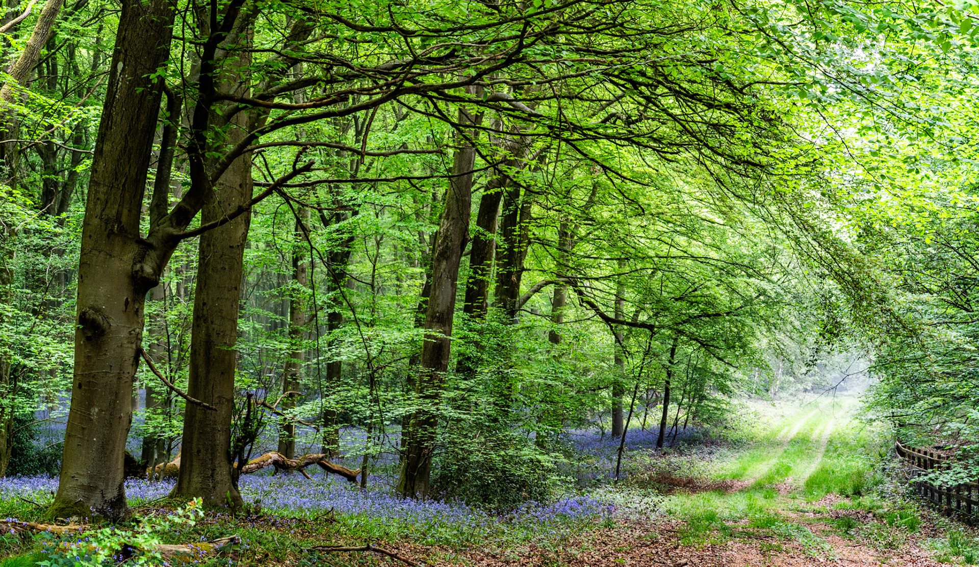 A winding woodland path in Micheldever Wood, Hampshire, borders a bluebell floor beneath freshly leafed beech canopy, the far end of the track dissolving into soft spring mist. The panoramic framing contains both the dense interior wood and the boundary fence, giving the composition two competing focal pulls. Light is diffuse and even, catching the translucent new foliage without producing the directional drama the scene might otherwise offer.