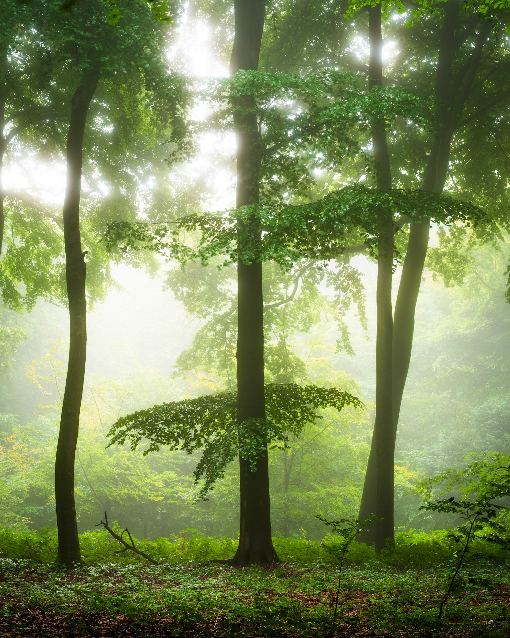 Late Summer / Early Autumn Fog, lush greens, beautiful beech trees with tons of character, Chilterns, UK