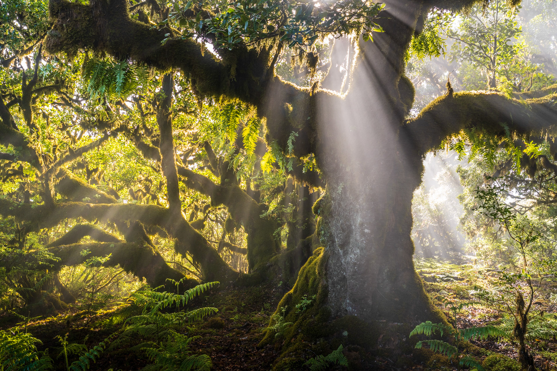 Crepuscular rays break through the canopy of an ancient moss-draped laurel, scattering in the moisture-laden air of the Madeiran laurisilva forest at dawn. The gnarled, fern-hung limbs and buttressed root system suggest a tree of considerable age, its mass anchoring a scene of unusual atmospheric intensity. Mist acts as the medium that renders the light visible, transforming a woodland interior into something close to elemental.