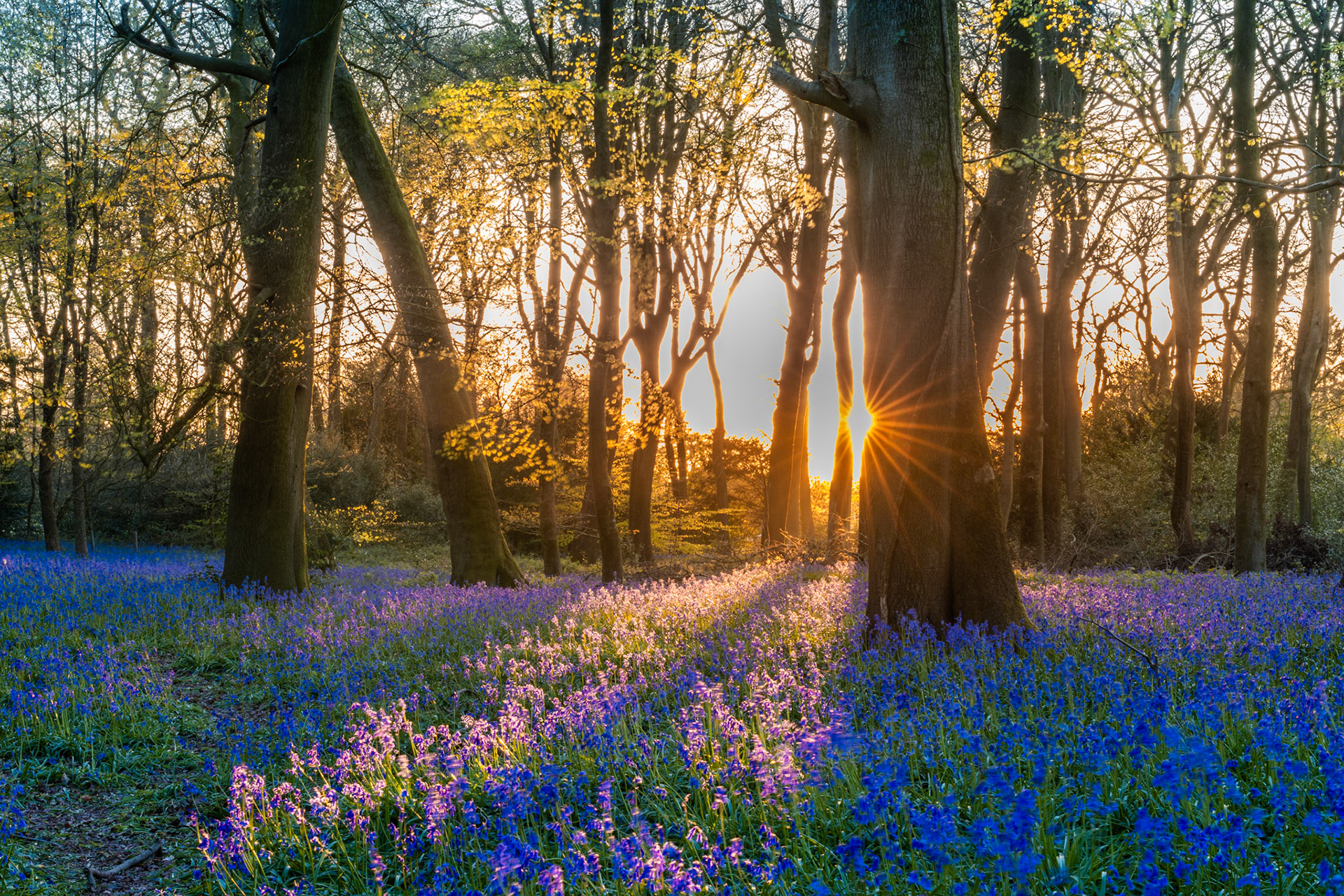 Bluebells and sunset sun star amongst old beech woodland, Chilterns, England