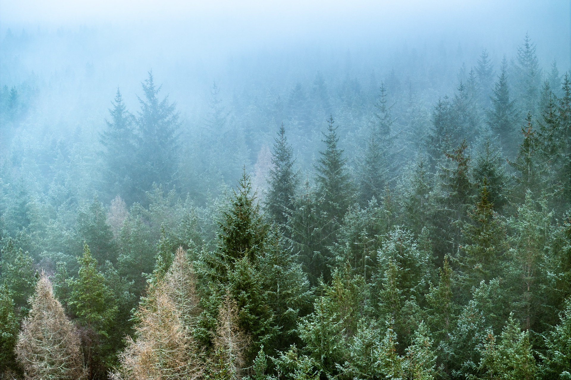 A dense stand of conifers on a hillside near Kingussie recedes into thick winter fog, the progressive loss of detail creating a natural gradient from sharp foreground to near-white obscurity. Hoarfrost clings to the upper branches of trees in the middle distance, adding a pale luminosity to the muted green canopy. The elevated viewpoint flattens the scene into something close to graphic pattern.