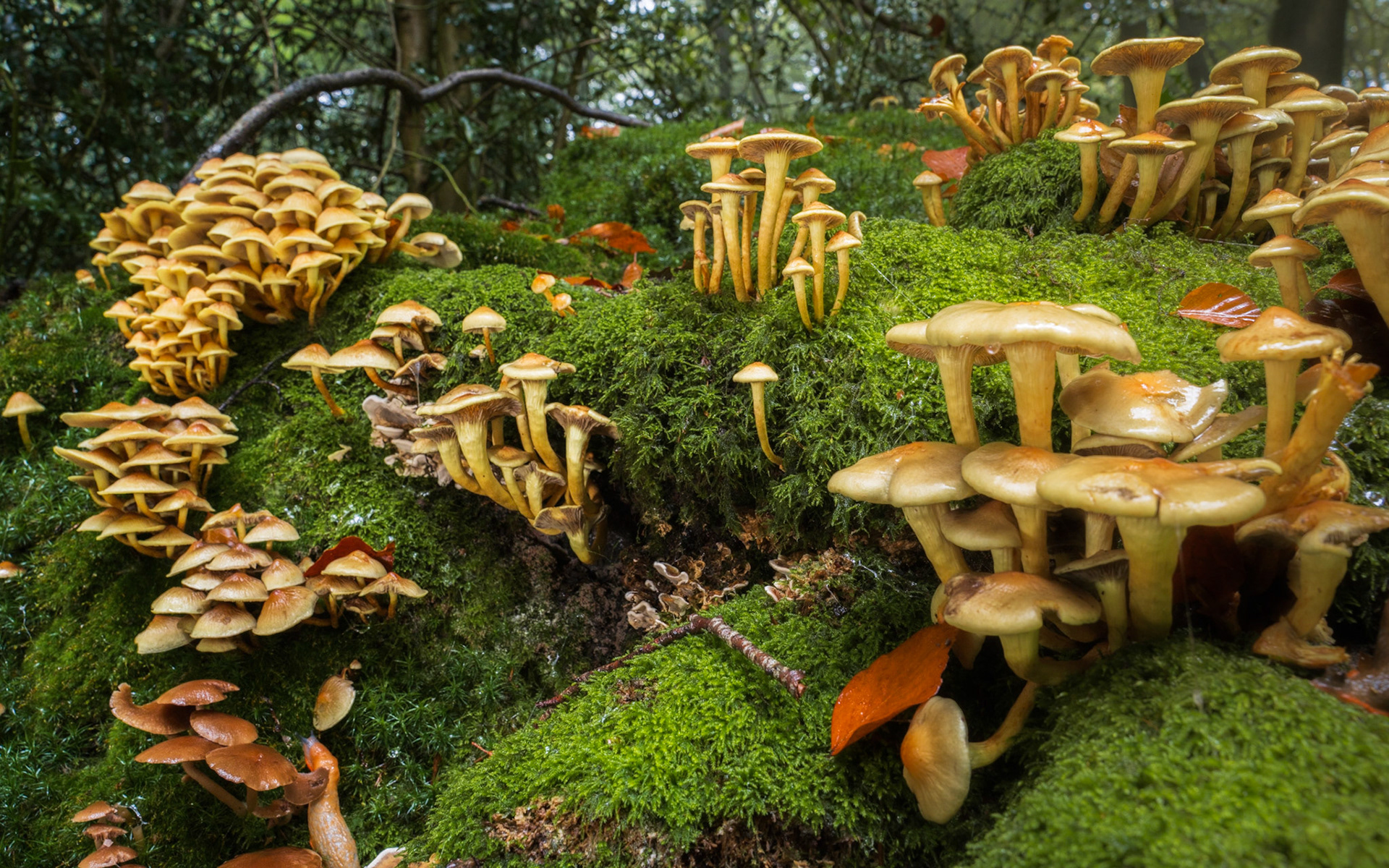 An incredible display of mushrooms and fungi on this fallen beech stump. Captured in The Chilterns, near Henley, Oxfordshire, England.