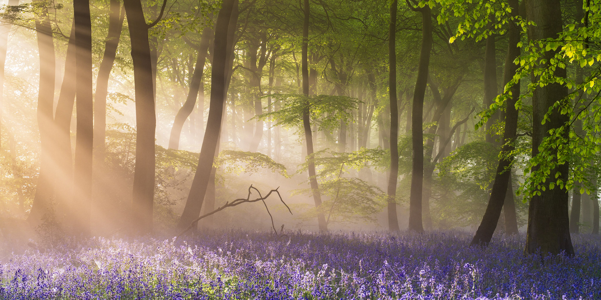 Sunrise Sunbeams Springtime Bluebells, Chilterns, UK (Awarded)