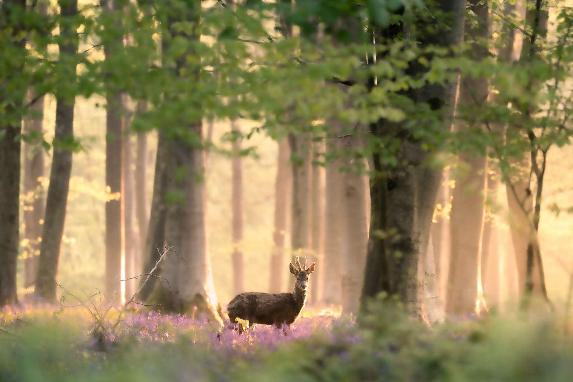A beautiful roe deer stands patiently amongst bluebells and beech trees in this sunrise capture from Micheldever woodland.
