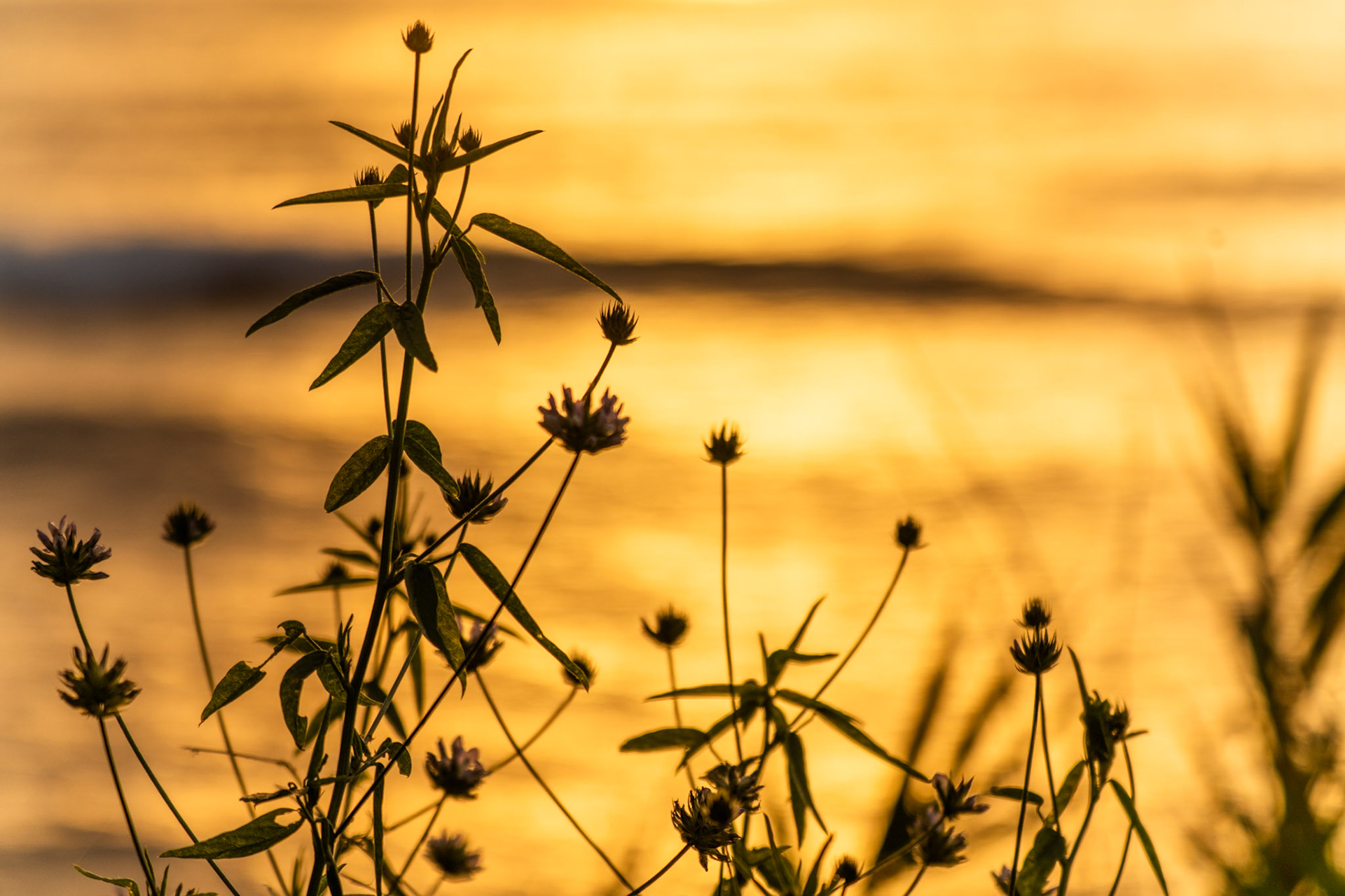 Clover-like wildflowers and slender-stemmed plants are held against the broad burnished reflection of a low sun on calm water. The shallow depth of field keeps the botanical forms semi-silhouetted, the background reduced to warm luminous wash. A distant low landmass anchors the horizon without interrupting the stillness.