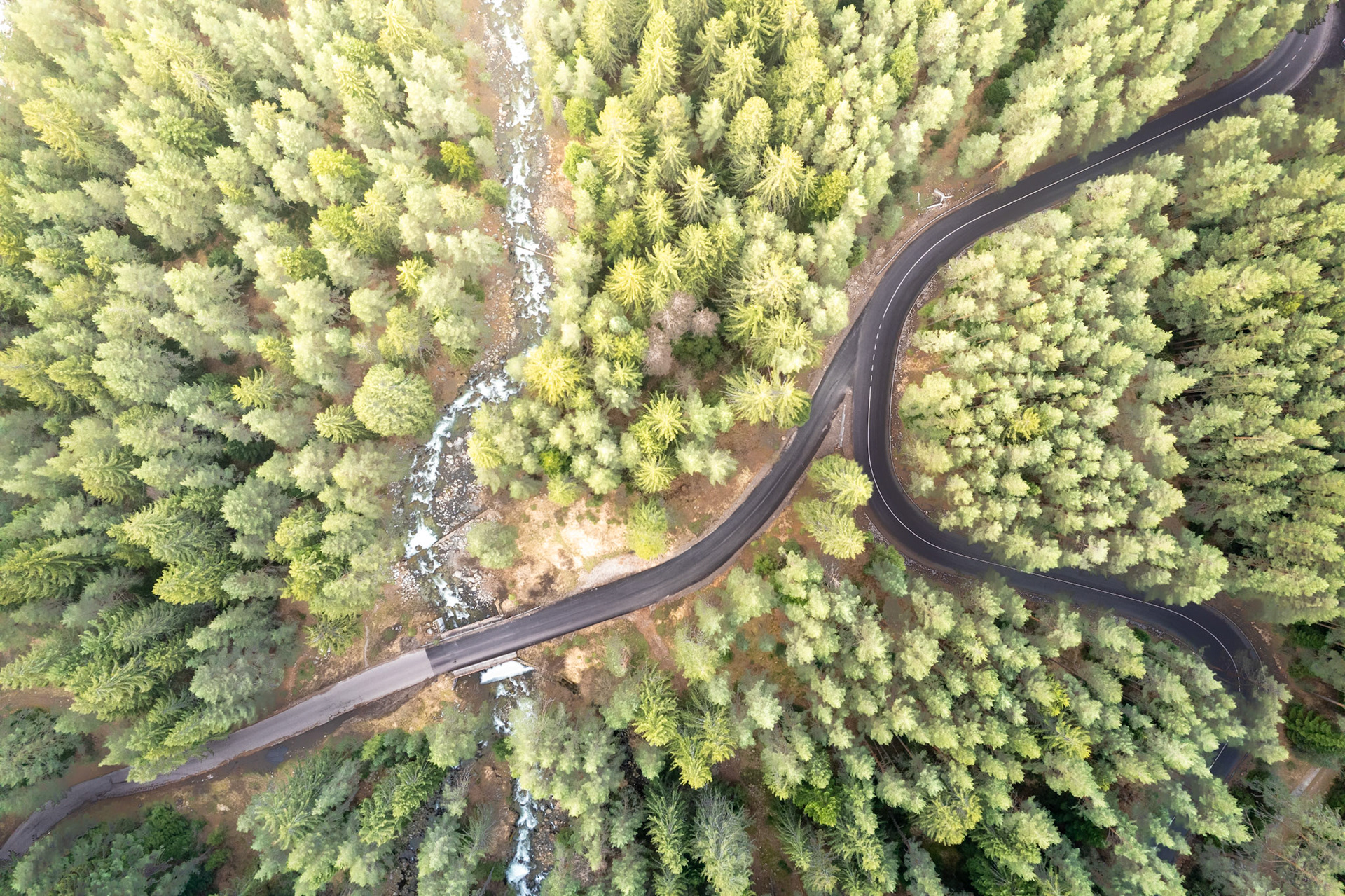 Bulgarian Alpine Forest from Above, Pirin National Park, Bulgaria