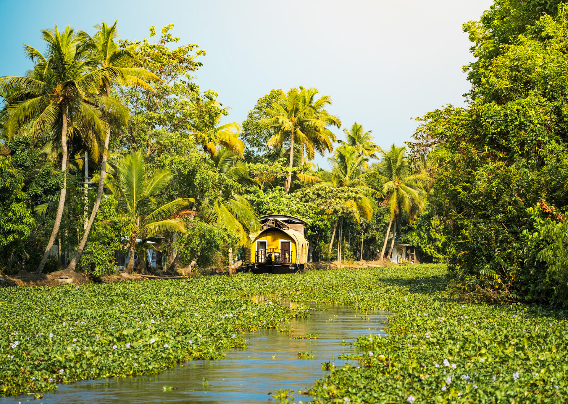 Water lillies cover the canals deep in Kerala, with traditional Indian boats on the water and pine trees.
