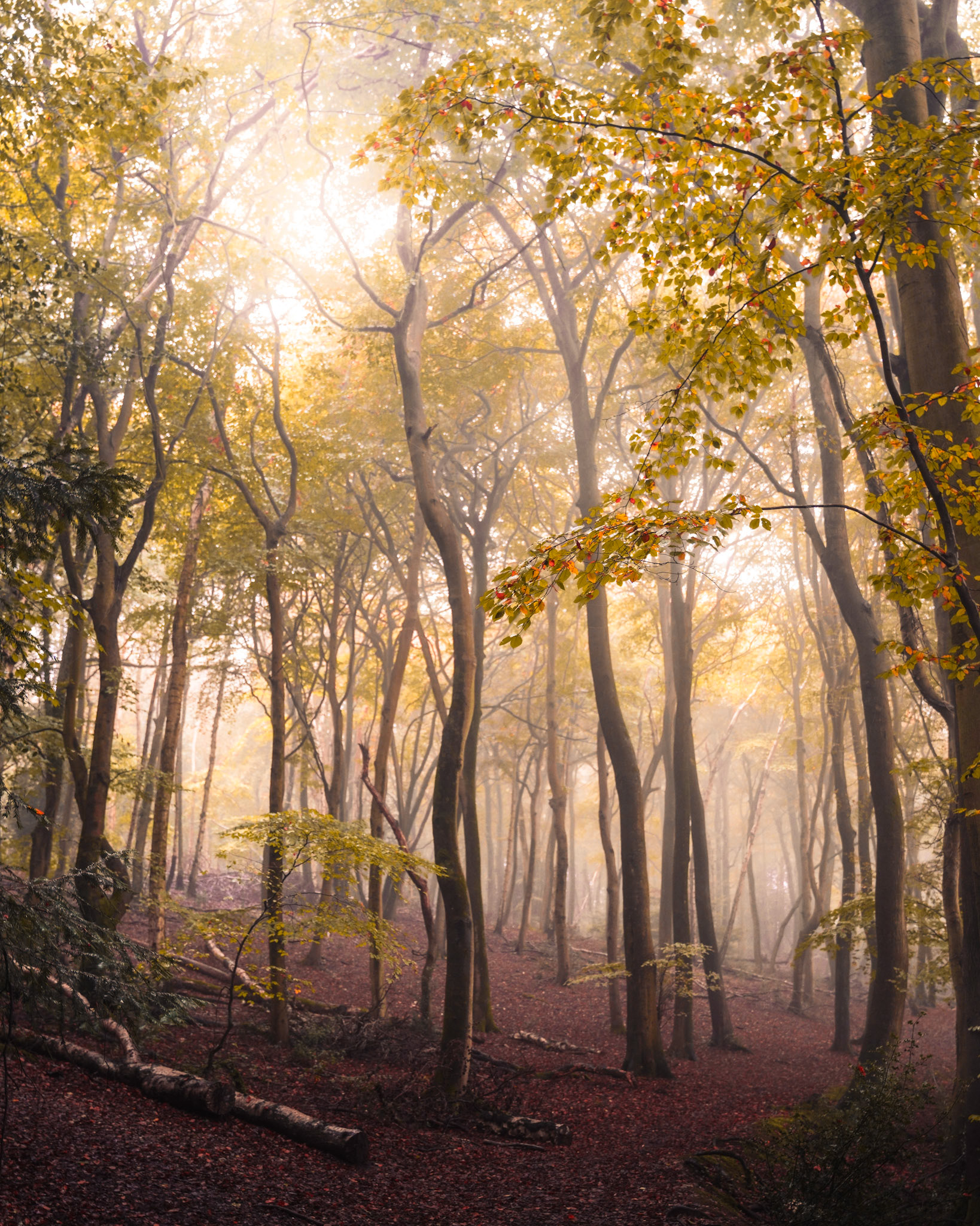 Autumnal woodland in Chilterns AONB, England