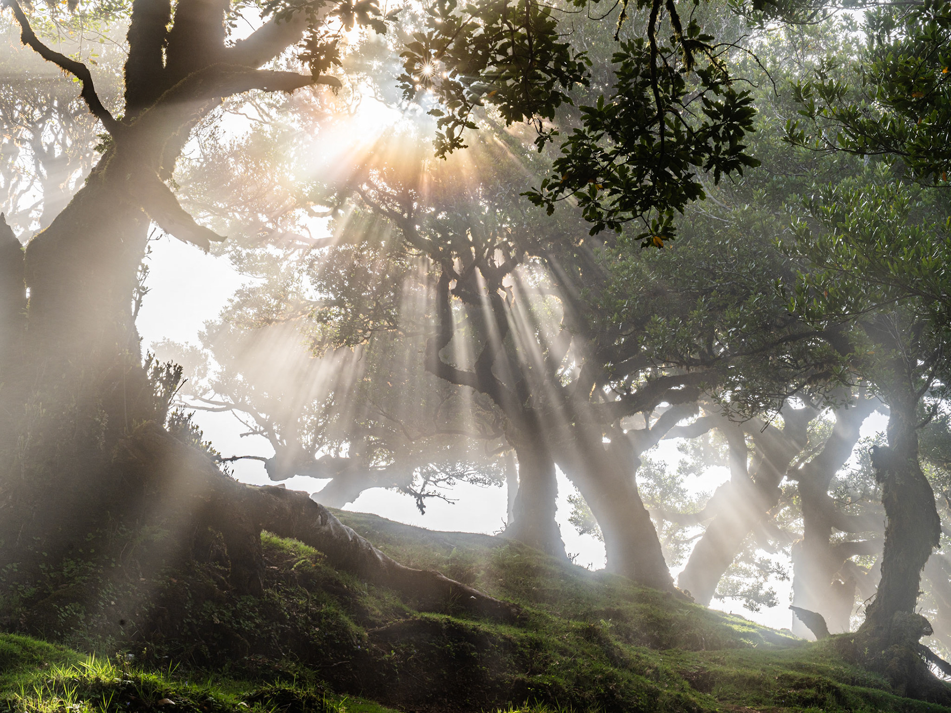 Crepuscular rays pierce the fog canopy of an ancient laurel forest, casting discrete shafts of light between gnarled, moss-rooted trunks. The low sun strikes from just above the treeline, isolating each beam against a diffuse white background. Fanal forest, Madeira, early morning in late spring.