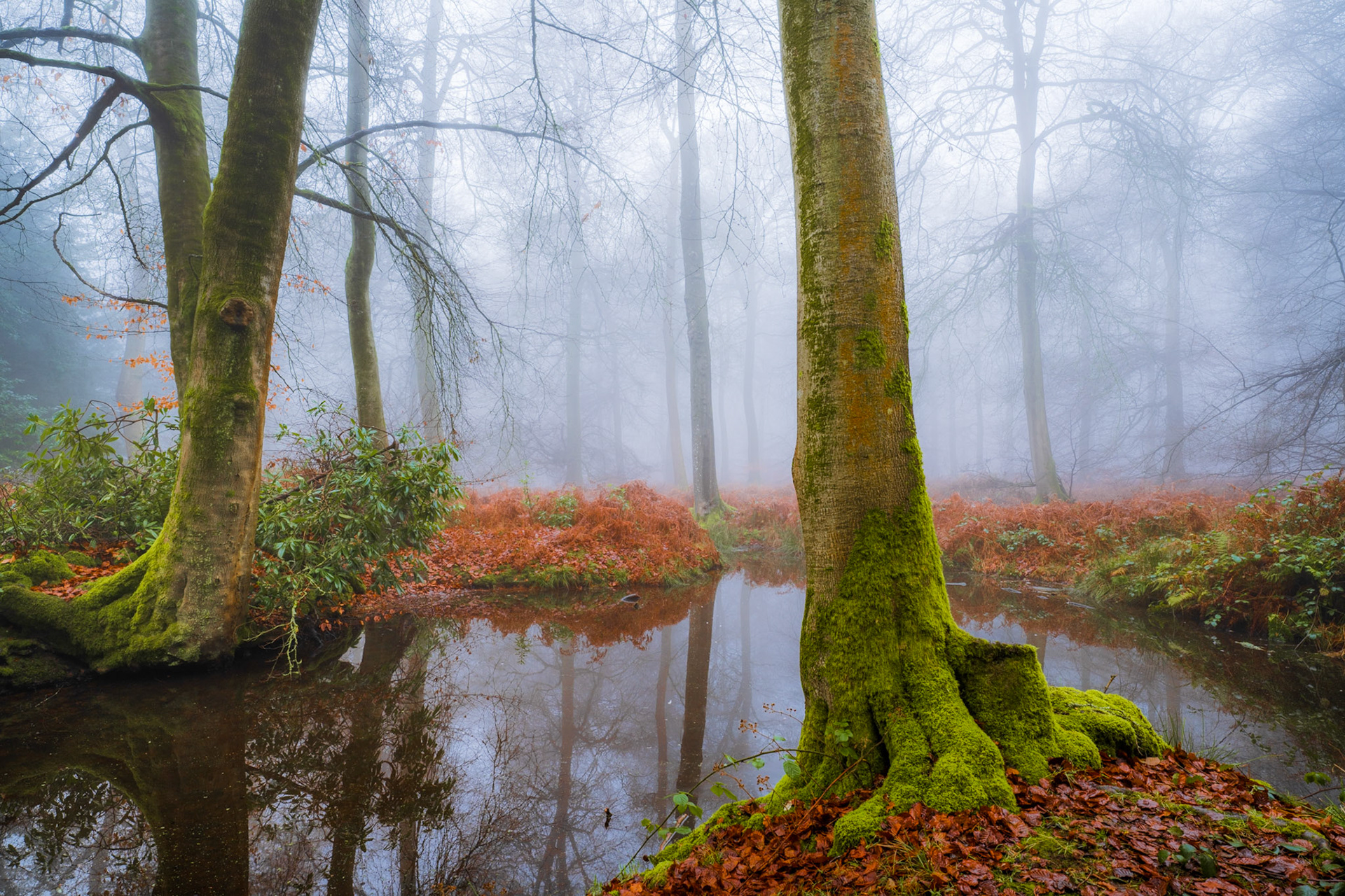 Flood water has pooled between moss-covered beech roots in the Chilterns on a fog-bound December afternoon, mirroring the pale trunks receding into the murk. Russet dead bracken lines both banks, its warm tone set against the cool grey of the mist. The scene sits at the threshold between autumn's remnants and the bleakness of deep winter.