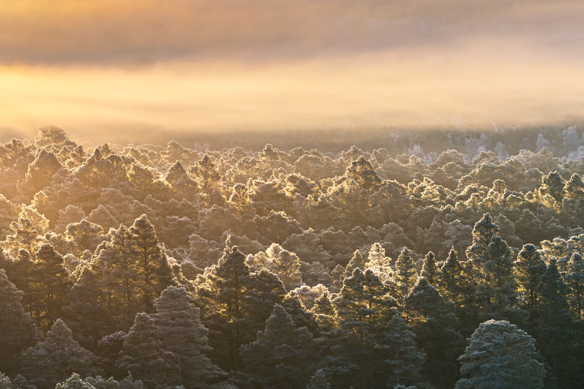 Hoarfrost coats a Scots pine canopy above Nethy Bridge on a winter dawn, the low sun catching each frosted crown against a soft inversion layer that erases the middle distance. The aerial viewpoint compresses the forest into an almost abstract surface of ice and warm light, the mist dissolving the horizon into the sky.
