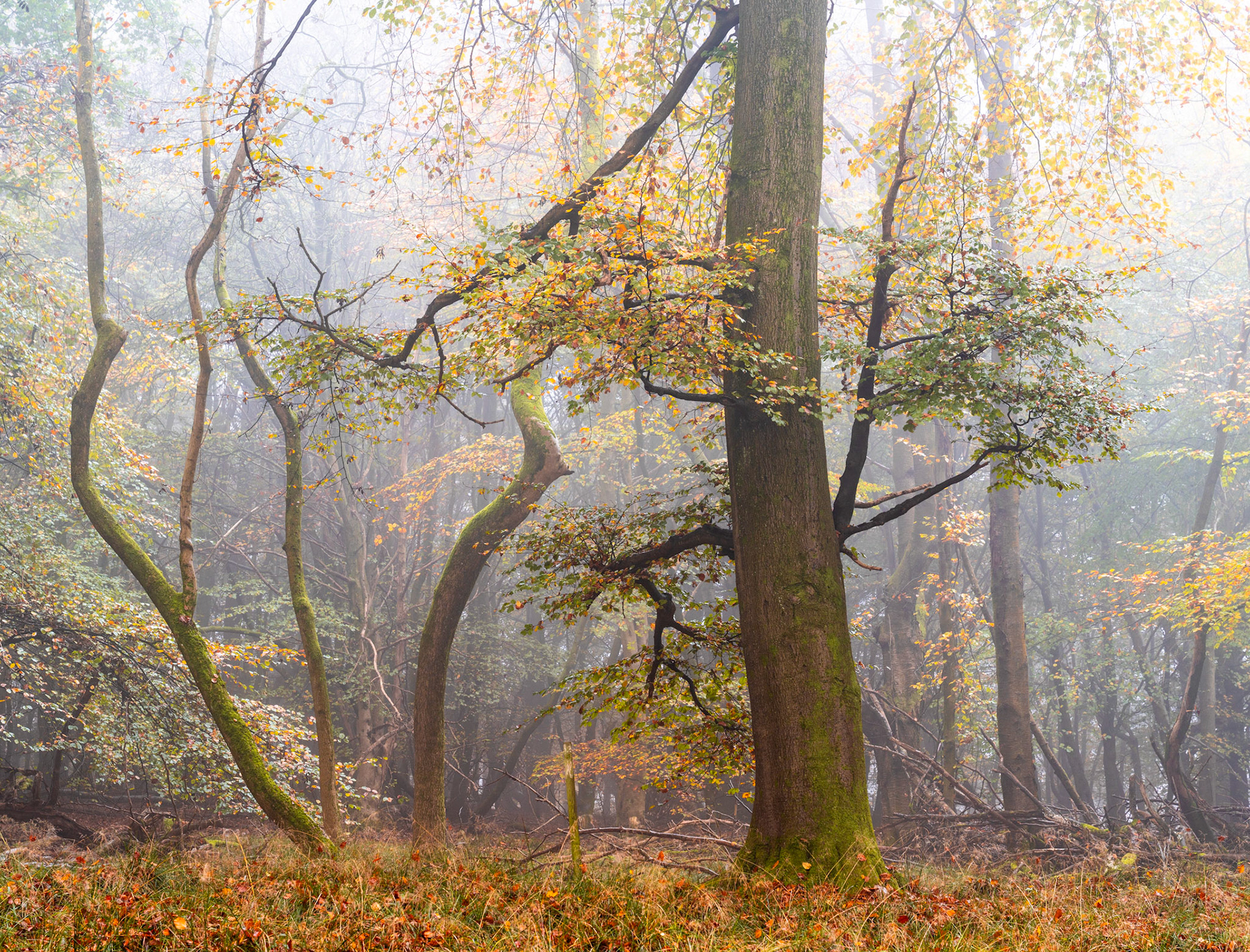 A stand of beech and mixed broadleaves in peak autumn colour on the Chilterns escarpment in Oxfordshire, the canopy thinning to reveal sinuous branch structures diffused by morning mist. The dominant vertical trunk anchors a composition of competing curves and bare limbs, the fog compressing the background into pale layers of receding woodland. Captured at dawn in early November, the scene sits between full leaf and bare winter form.