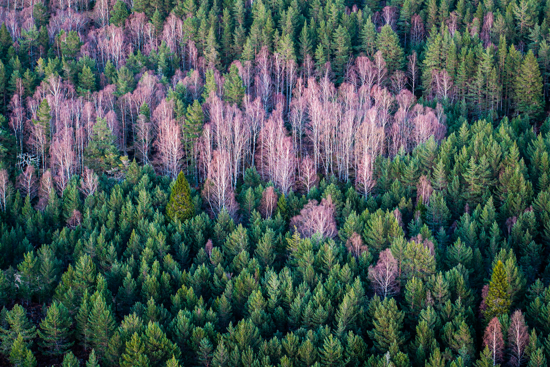 A band of leafless birch, their pale limbs suffused with the pink blush of early bud, runs through a dense stand of Scots pine on a Cairngorms hillside. Photographed from altitude in early April, the tonal contrast between the dormant deciduous trees and the deep evergreen canopy gives the image its quiet structural tension. No sky intrudes; the frame reads entirely as pattern.