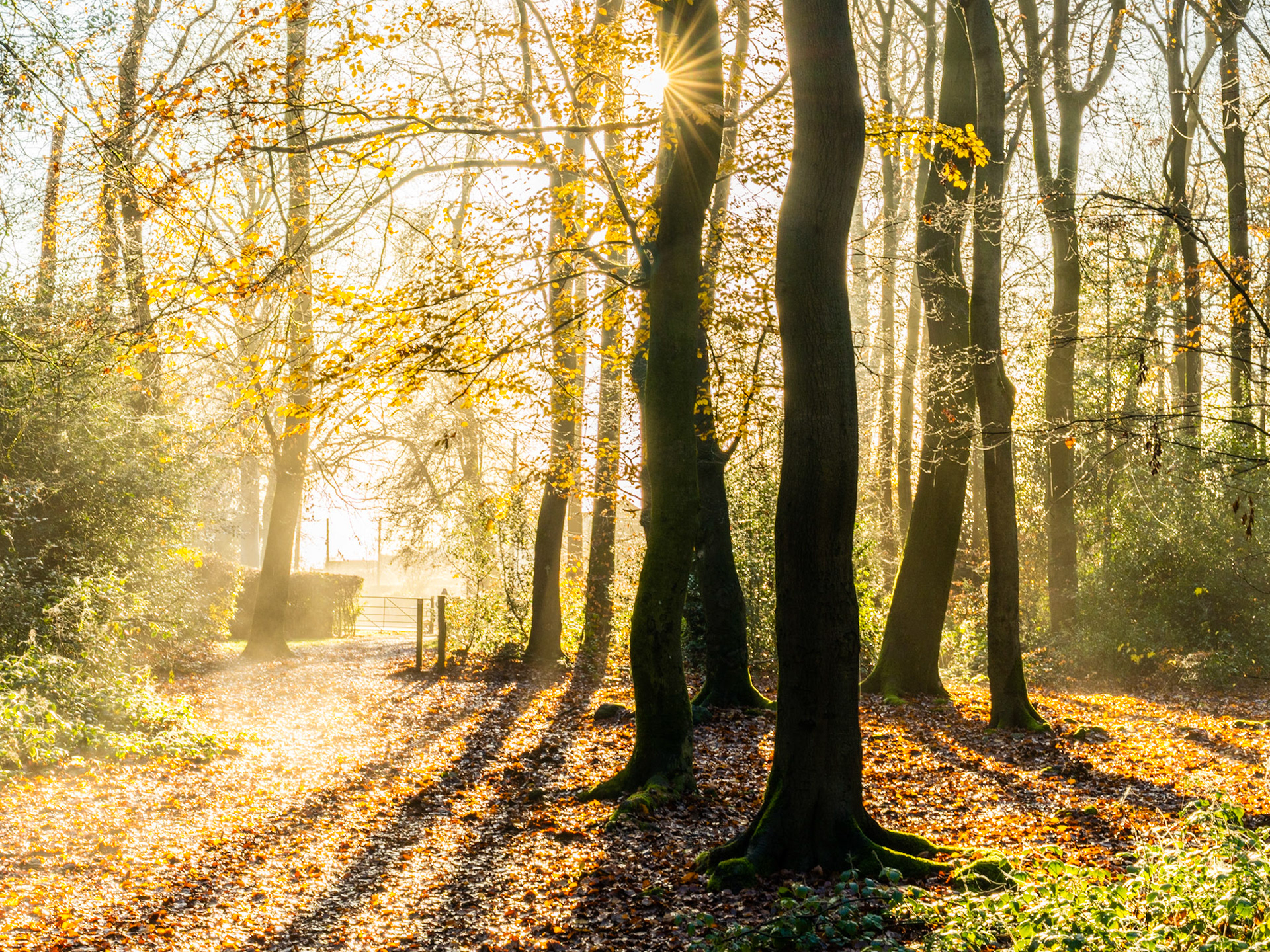 Low winter sun breaks through thinning beech canopy in the Chilterns, Oxfordshire, casting long shadows across a leaf-strewn woodland track. Residual mist catches the light between the trunks, drawing the eye toward a farm gate at the wood's edge. The juxtaposition of deep shadow and luminous haze gives the scene quiet tension.