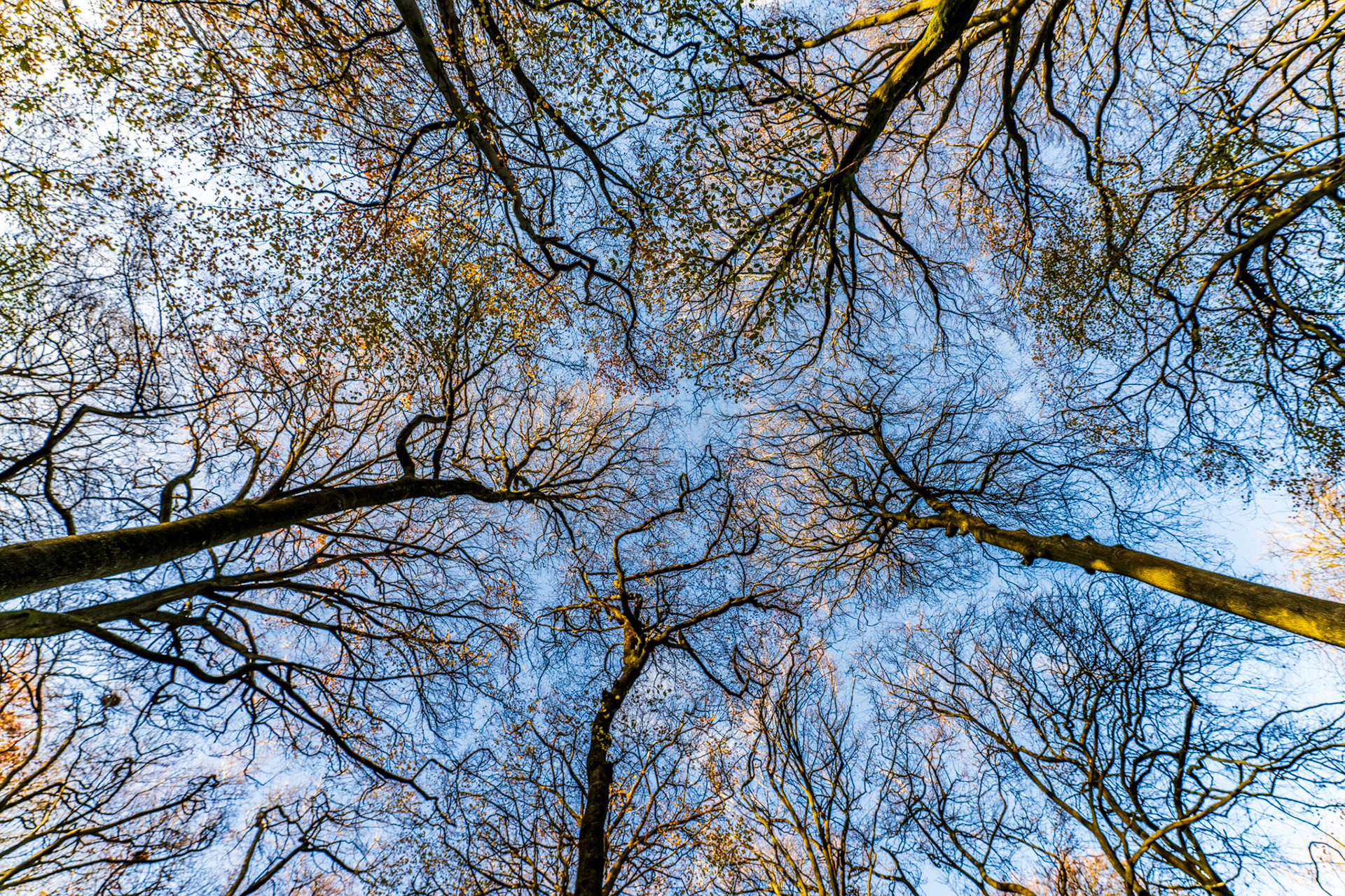 A worm's-eye view through a stand of beech trees in the Chilterns, Oxfordshire, the crowns thinning to bare branches against a pale blue sky in late autumn. Residual amber foliage clings to the uppermost growth while the branching structure fills the frame with dense, overlapping line. The composition draws the eye upward into the fractured light between the crowns.