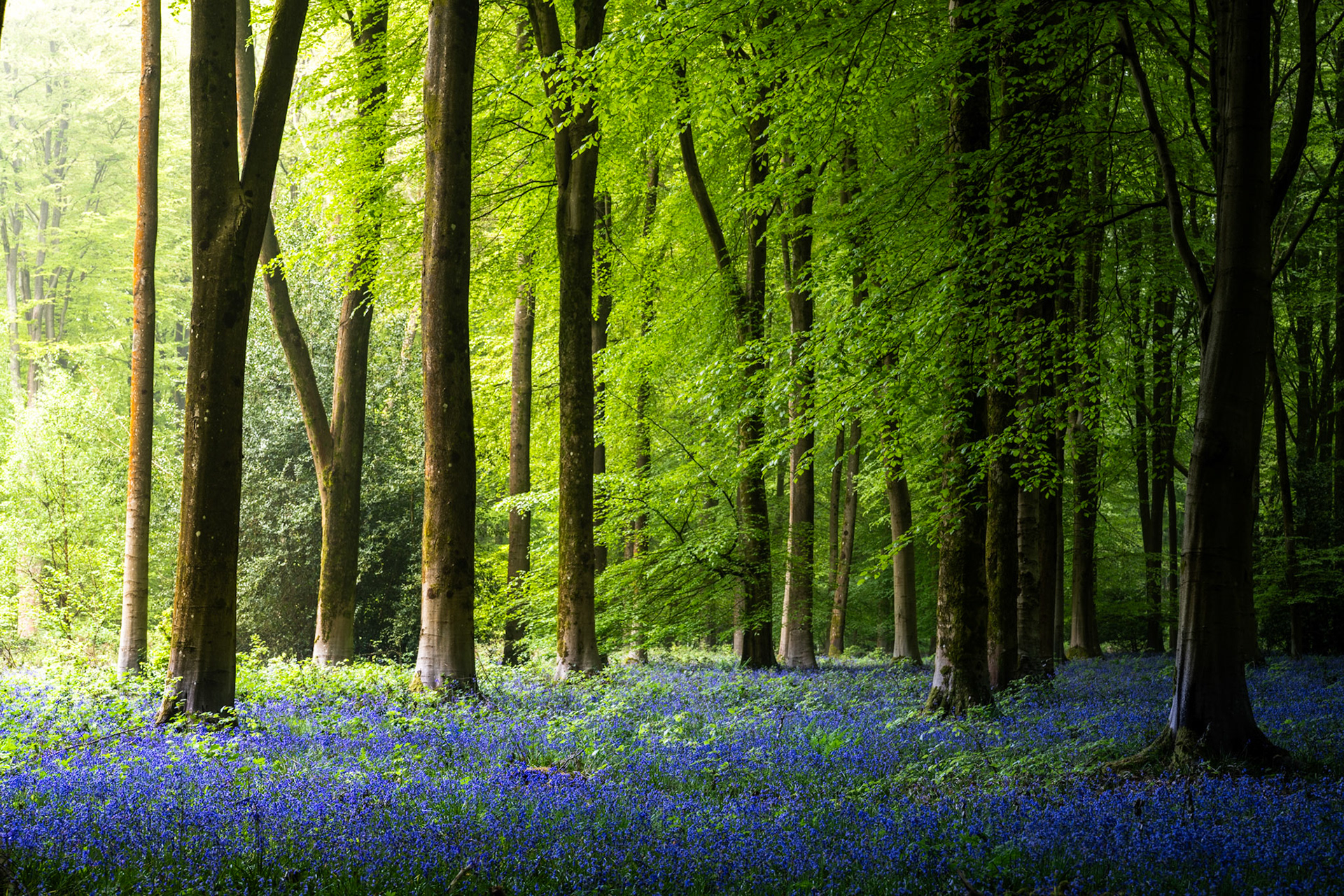 A dense carpet of English bluebells covers the floor of a beech woodland at Micheldever Wood in Hampshire in early May, the trees in fresh leaf backlit by low morning light filtering through the canopy. The contrast between the luminous green foliage and the deep violet-blue of the flowers gives the scene an unusual chromatic intensity. Soft directional light from the left catches individual tree trunks, drawing the eye into the depth of the wood.