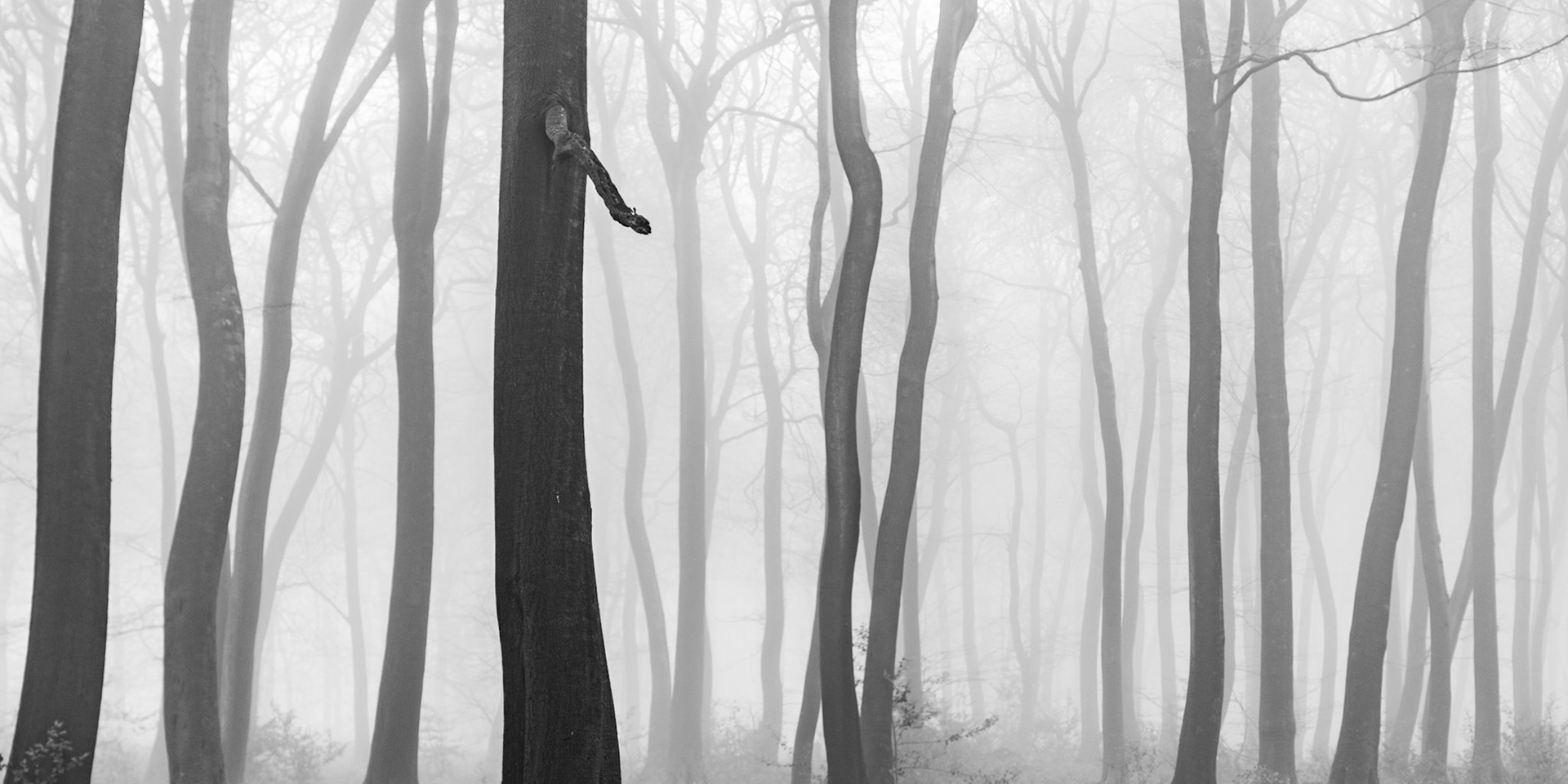Bare beech trunks in the Chilterns recede into dense winter fog, each successive plane dissolving further into pale grey. The wide panoramic frame compresses the stems into a near-rhythmic sequence, while a single gnarled stub on the dominant foreground trunk provides the only textural anchor. Monochrome conversion accentuates the tonal gradation from deep charcoal to near-white, sustaining the mood without artifice.