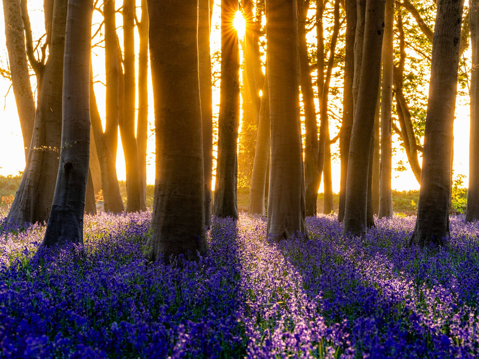 Low dawn sun pierces the beech wood at Badbury Clump near Faringdon, Oxfordshire, at the height of the bluebell season, casting starburst light between smooth grey trunks and illuminating a dense violet carpet of Hyacinthoides non-scripta. The warm backlight picks out individual flower stems while throwing the nearest trunks into deep shadow, creating a layered contrast between the golden sky beyond the treeline and the cool blue of the forest floor. Timing and position are precise — the sun sits cleanly in the gap between two major trunks.