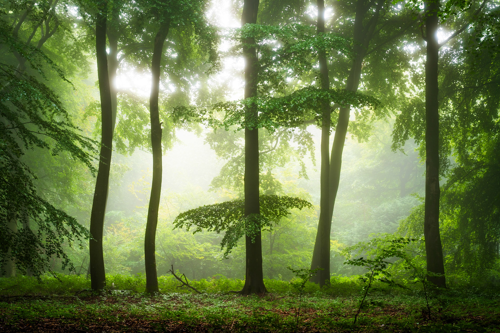 Late Summer / Early Autumn Fog, lush greens, beautiful beech trees with tons of character, Chilterns, UK