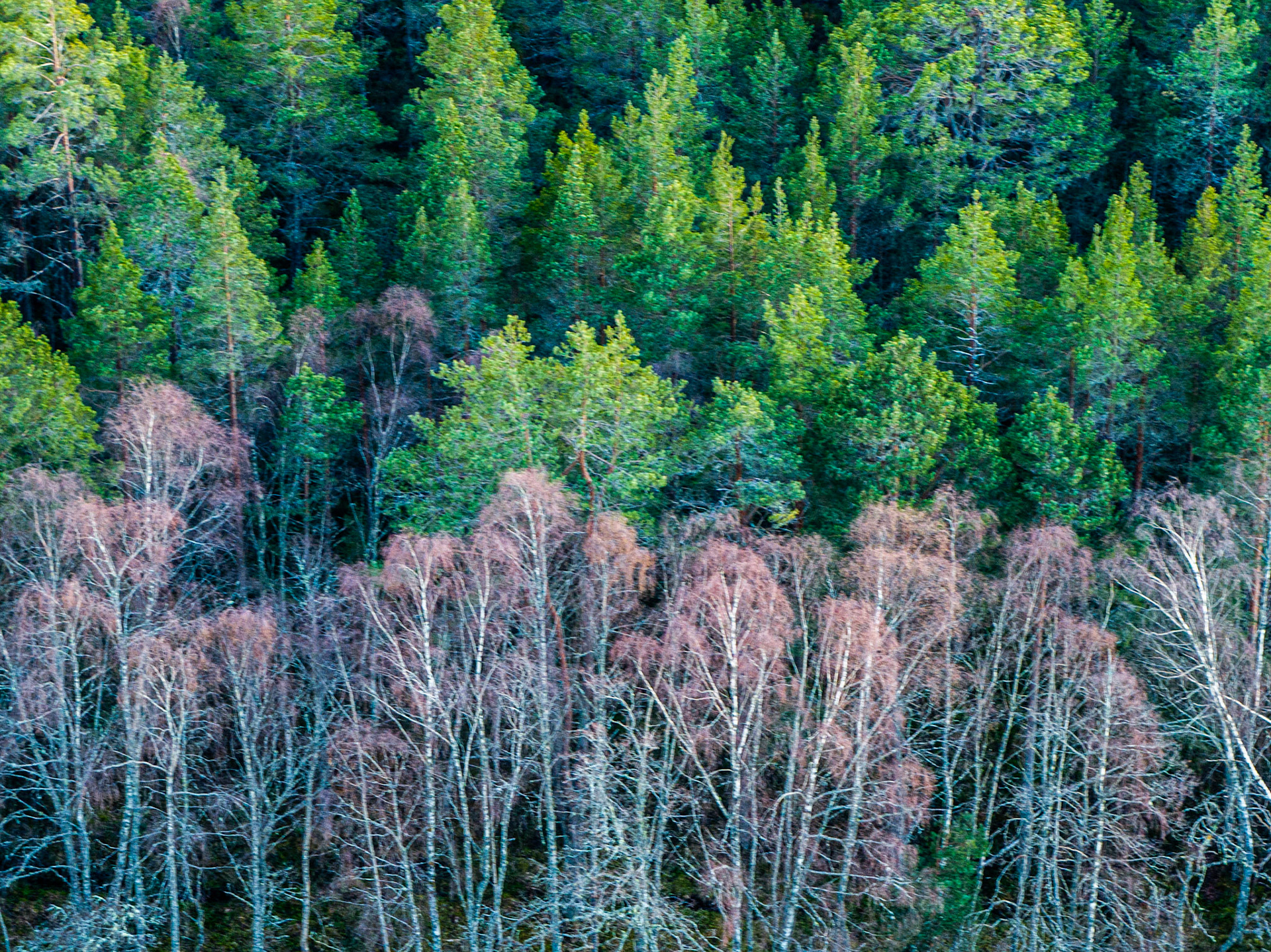 A band of bare-stemmed birches, their crowns rusted brown and withered, cuts horizontally across the lower frame, contrasting sharply with the vigorous spring growth of Scots pine rising behind them in the Cairngorms. The aerial compression flattens the forest into near-graphic layers, making the die-off legible as a single coherent mass rather than scattered individuals. The cool palette and lack of sky anchor the image firmly in the forest interior.