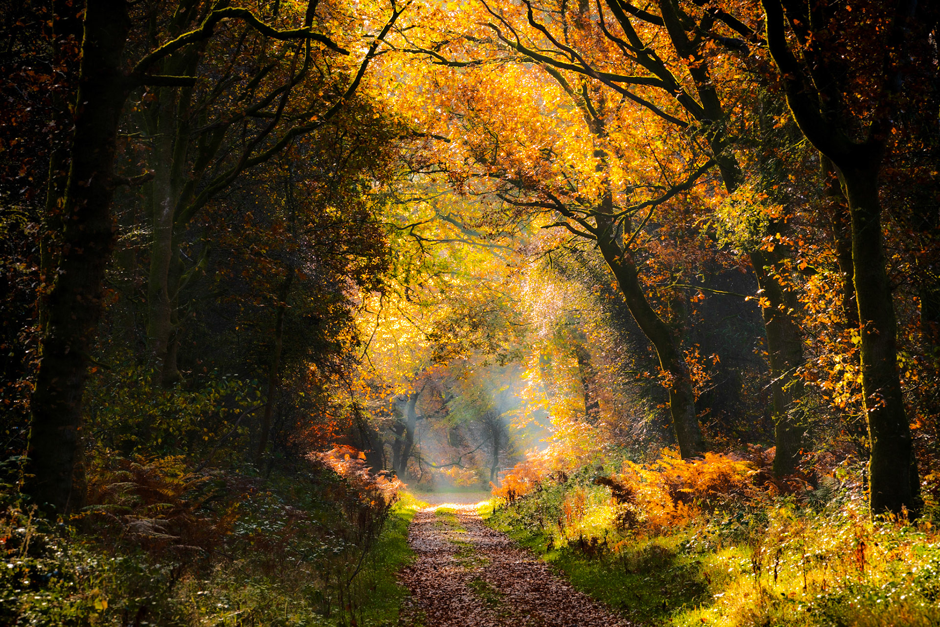 Autumn sunbeams filter through a canopy of turning oak and beech in the Chilterns, Oxfordshire, illuminating a leaf-strewn woodland track flanked by bracken in late colour. Morning mist caught in the mid-ground gives the receding path a luminous, layered depth. The dark framing trunks compress the light into a single corridor of warmth.