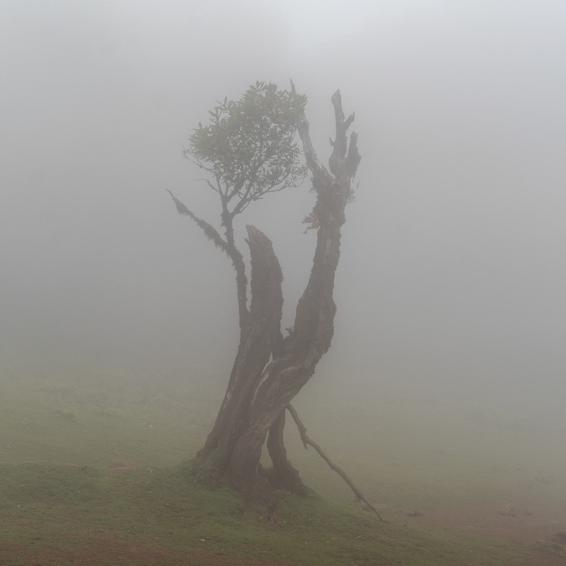 A storm-damaged laurisilva tree, its trunk split and bark stripped, persists in dense cloud on high ground. A single canopy of laurel foliage crowns the wreckage, caught between life and decay. The fog reduces all context to a pale void, isolating the subject with quiet severity.
