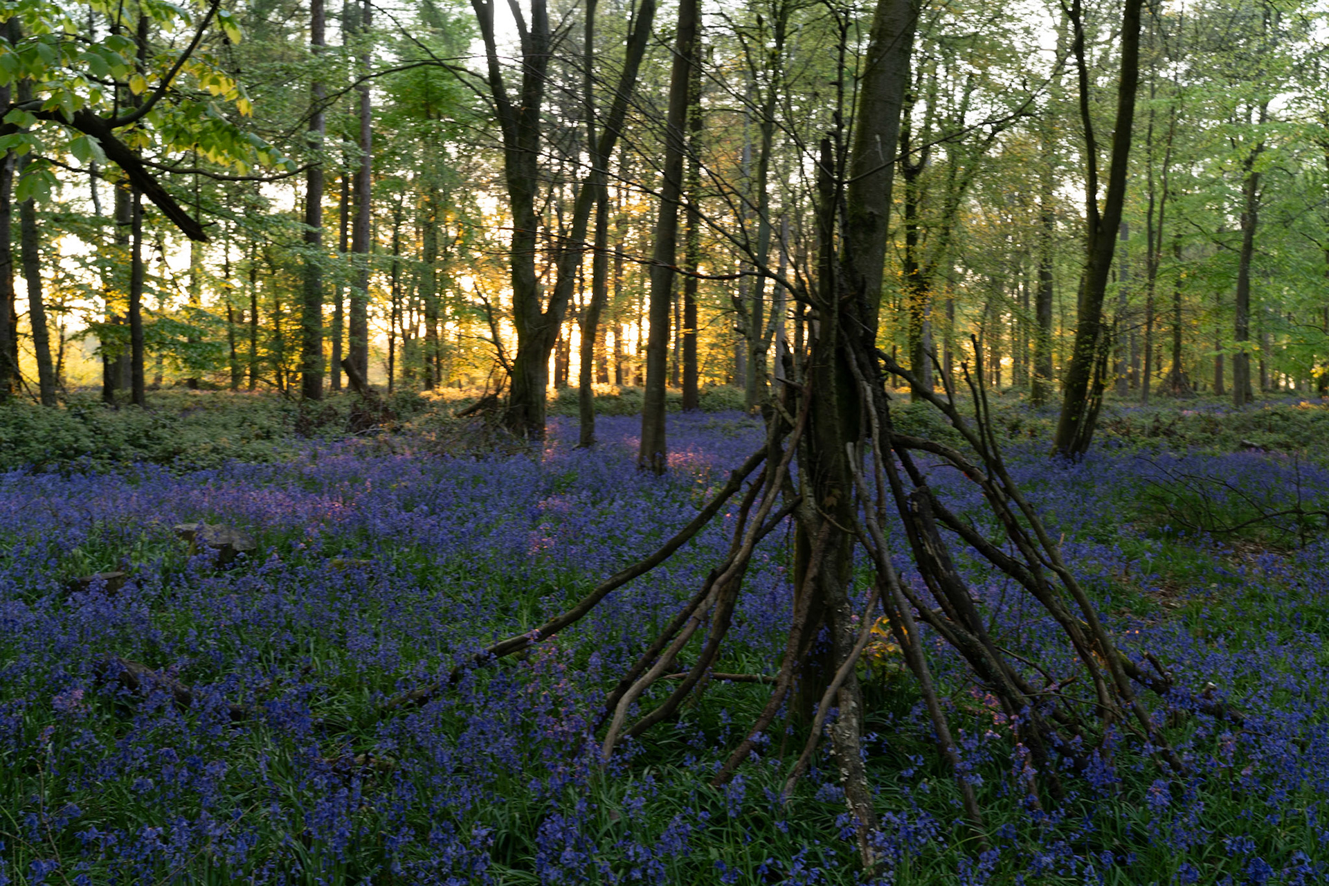A dense carpet of bluebells fills the floor of a broadleaf woodland at dawn or dusk, the low golden light filtering through the canopy behind a cluster of slender trunks. A hand-built stick structure of leaned branches occupies the right foreground, providing a focal point that diverts attention from the receding bluebell carpet. Exposure and shadow balance across the frame remain unresolved, limiting compositional impact.