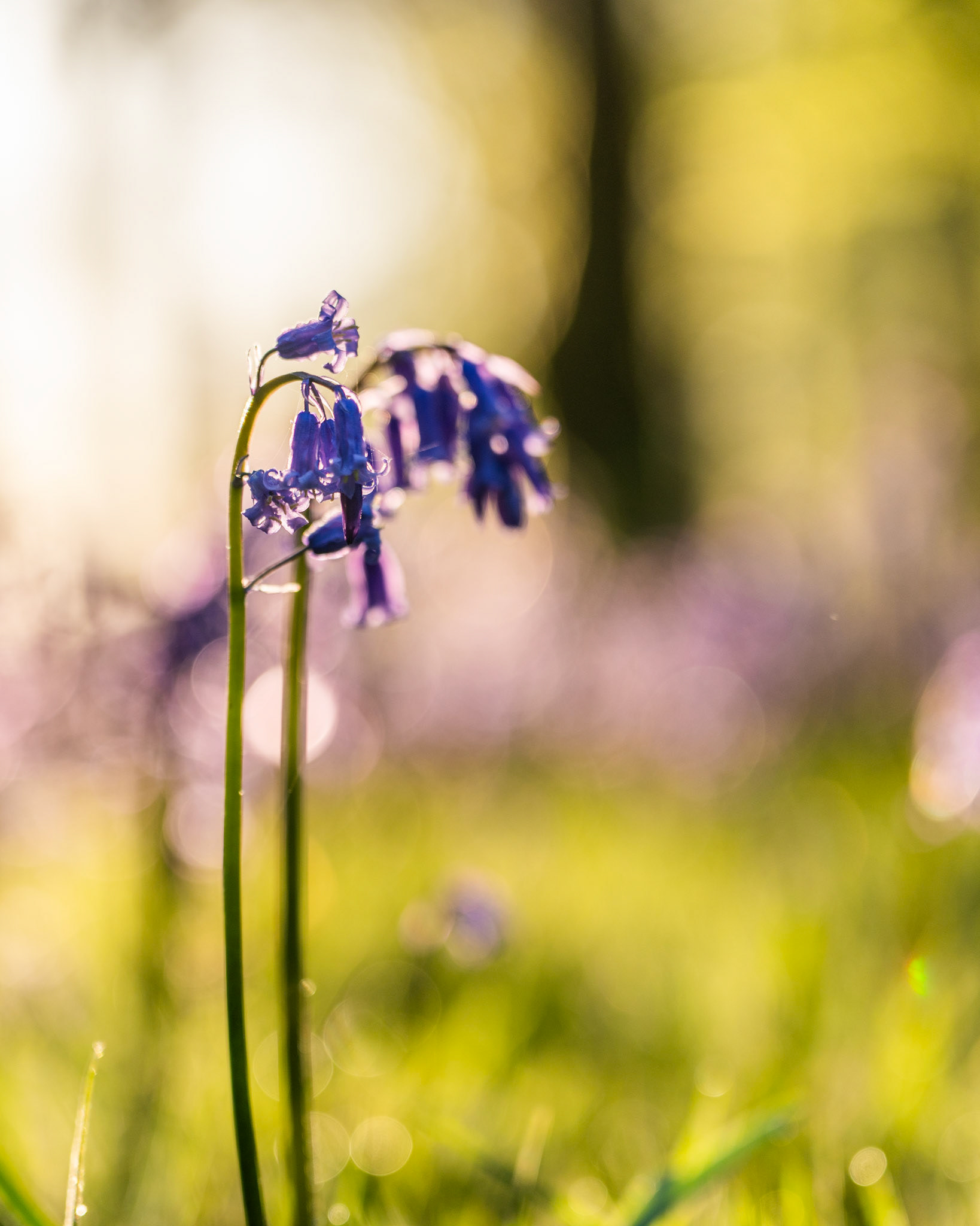 Two native bluebell stems caught in low raking light at dawn, the open woodland floor behind resolving into soft bands of violet and fresh green. Backlight rims the drooping bells and illuminates fine moisture on the stems, while circular bokeh from dew-wet grass anchors the lower frame. A composed, quietly felt image of peak bluebell season in an ancient British woodland.