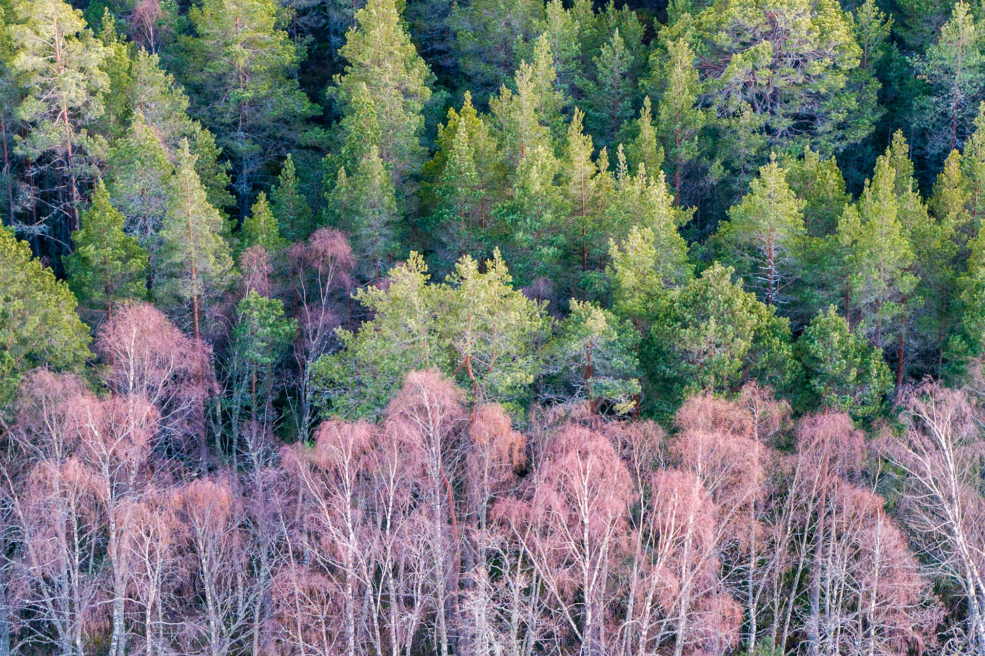 A compressed aerial view over mixed boreal woodland near Aviemore reveals the seasonal contrast between bare silver birch and the year-round canopy of Scots pine. The reddish-purple haze of birch catkins and emerging twigs reads as a soft wash against the sharp green of the pines behind. Early April light catches the upper crowns, drawing a quiet horizontal boundary between the two species.