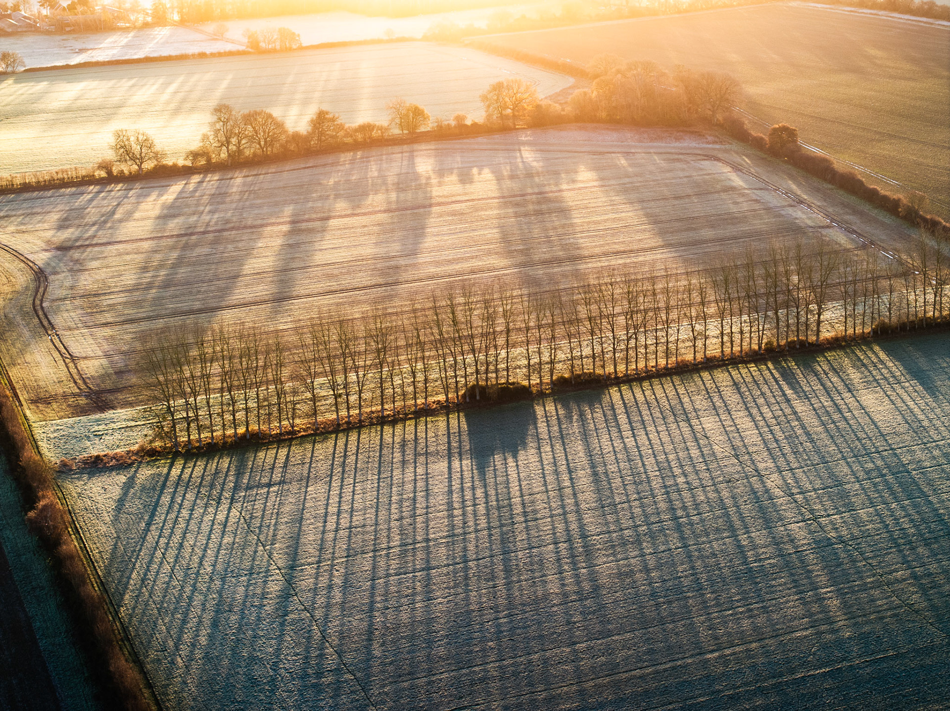 A line of bare-branched trees divides two frost-covered arable fields near Abingdon-on-Thames, their shadows cast in long parallel bars across the frozen ground by a low winter sun breaking from the upper frame. The aerial perspective flattens the geometry into near-abstraction, the warm backlight dissolving into cool silver where frost persists in shadow. Crop striations and field boundaries reinforce the graphic structure without competing with the dominant shadow pattern.