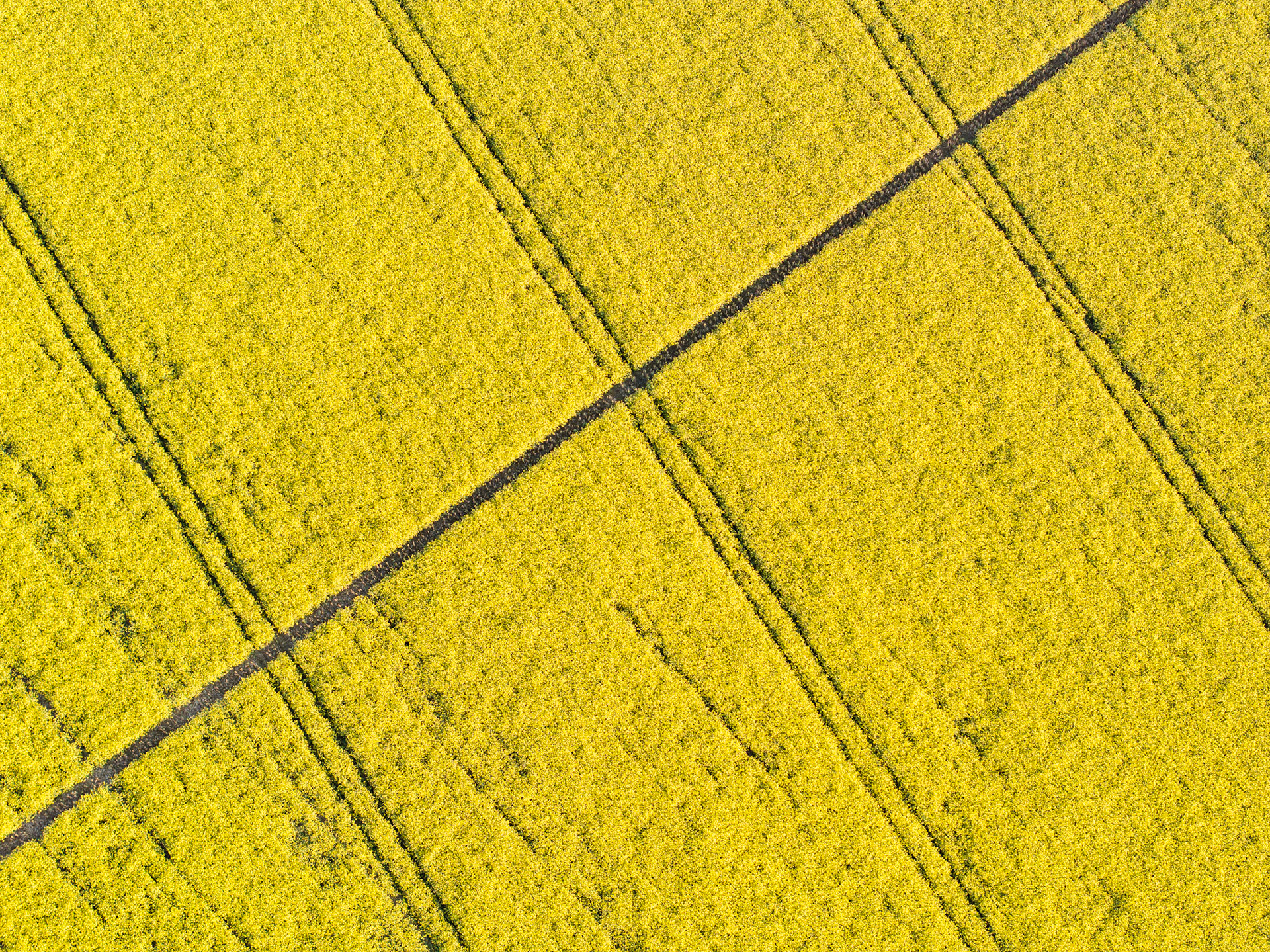 Machinery tracks cut diagonal geometry across a flowering rapeseed field near Wallingford, Oxfordshire, shot directly overhead in flat spring light. The crossing lines divide the uniform yellow canopy into irregular panels, reducing an agricultural field to near-pure pattern. Midday overcast removes shadow and depth, flattening the composition into texture.