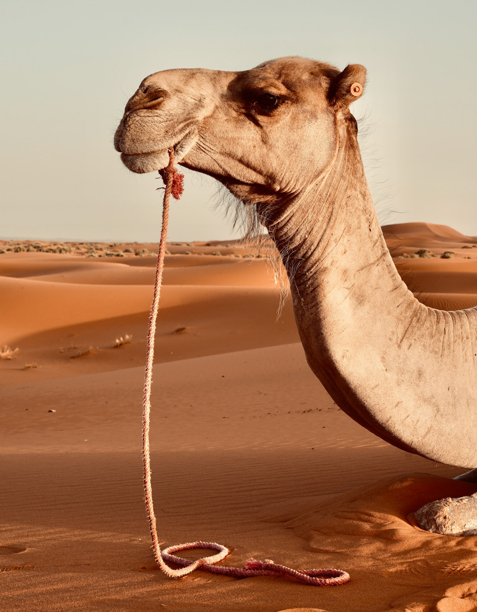 A camel resting in the Sahara Desert, Morocco